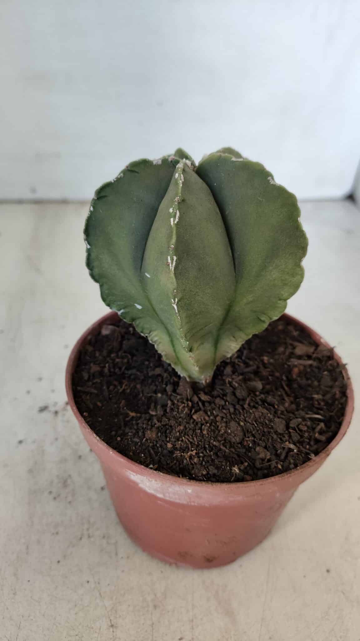 ASTROPHYTUM MYRIOSTIGMA Nº 946 – vaso 11