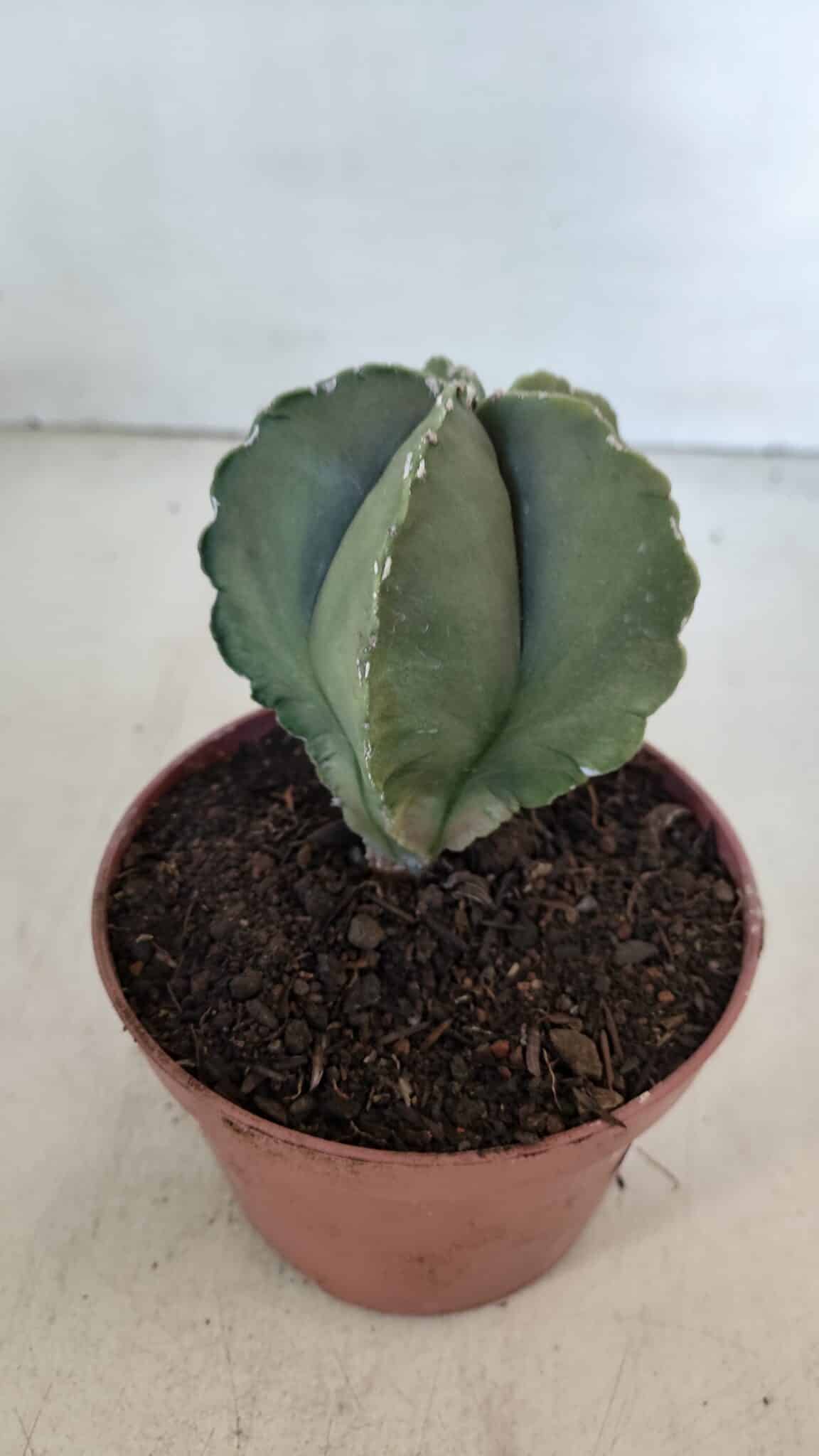 ASTROPHYTUM MYRIOSTIGMA Nº 946 – vaso 11