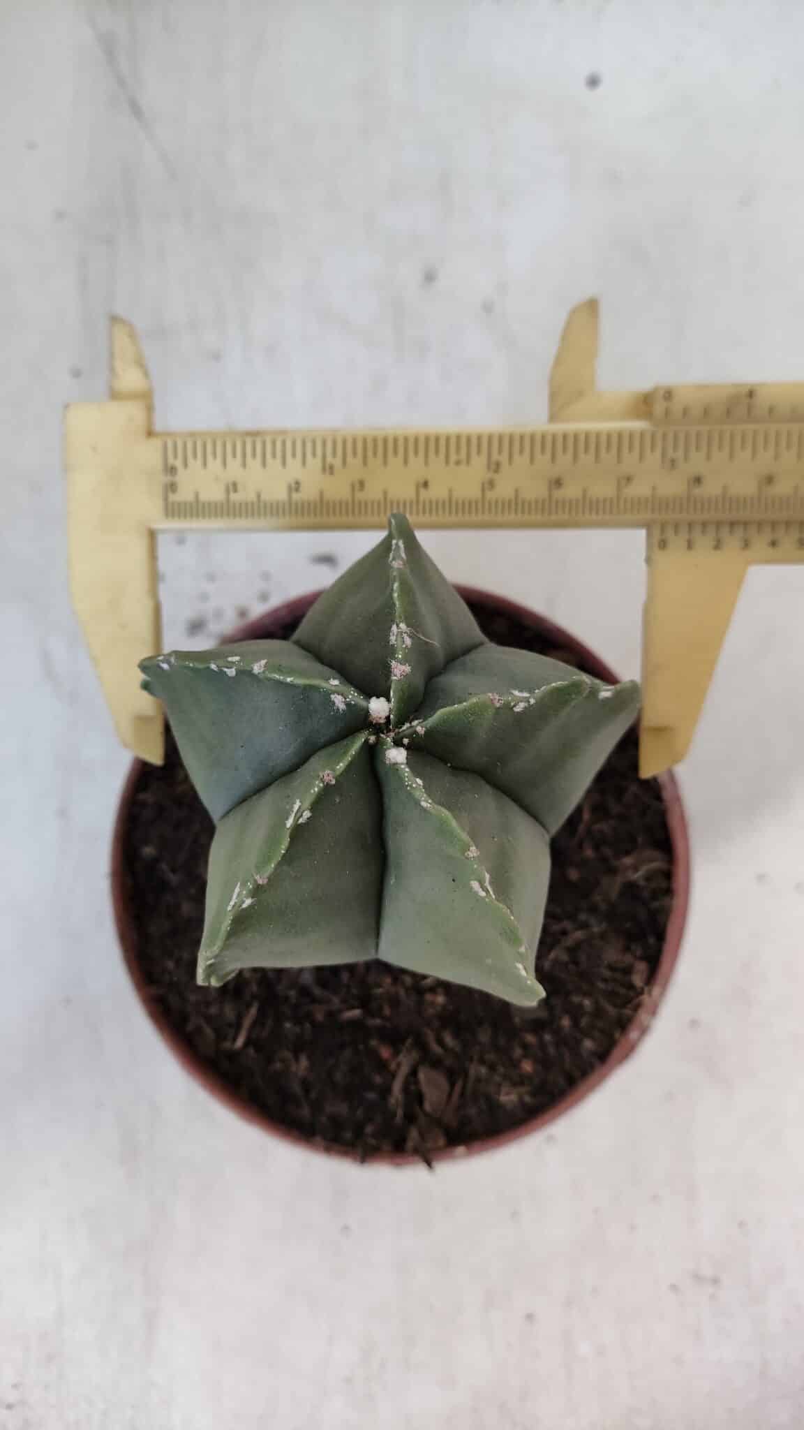 ASTROPHYTUM MYRIOSTIGMA Nº 946 – vaso 11