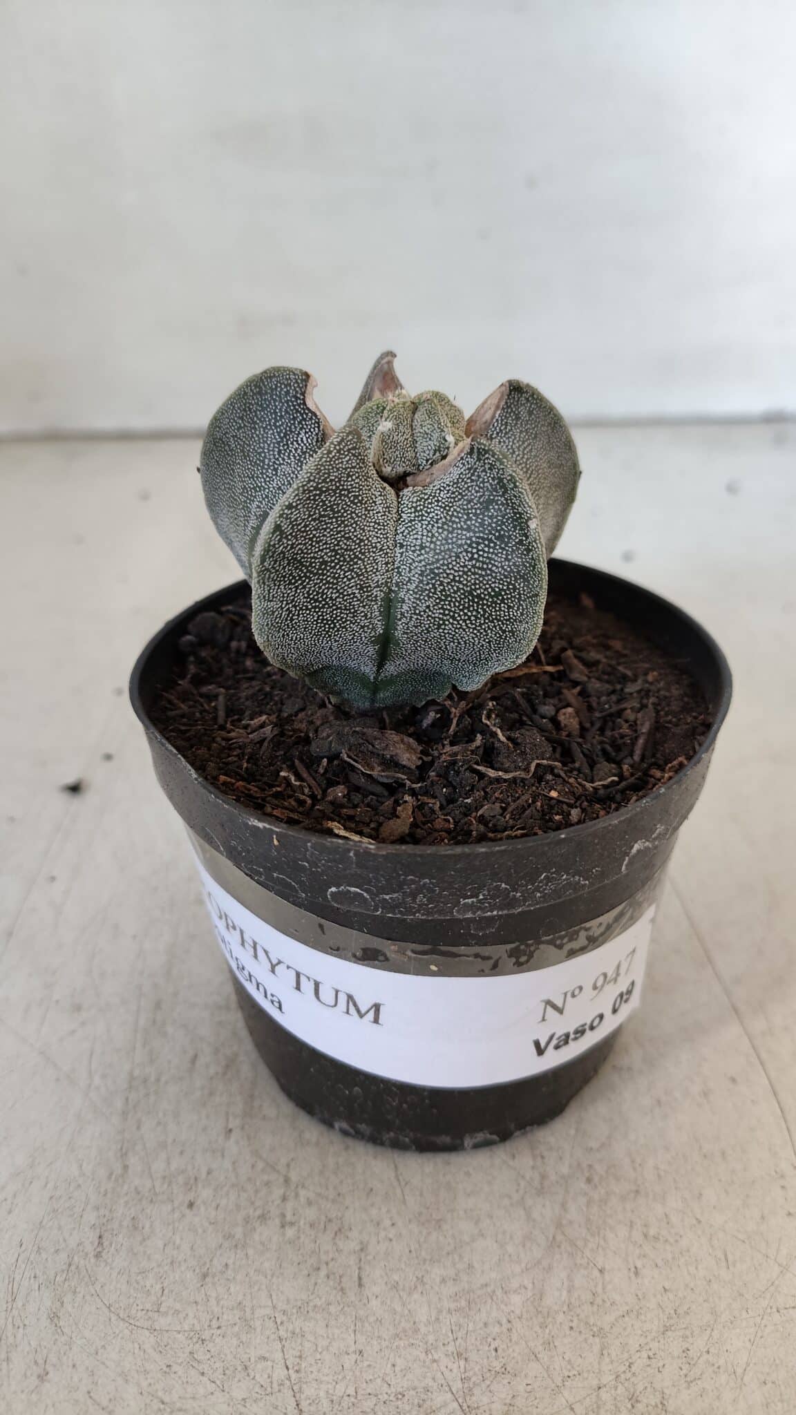 ASTROPHYTUM MYRIOSTIGMA Nº 947 – vaso 09