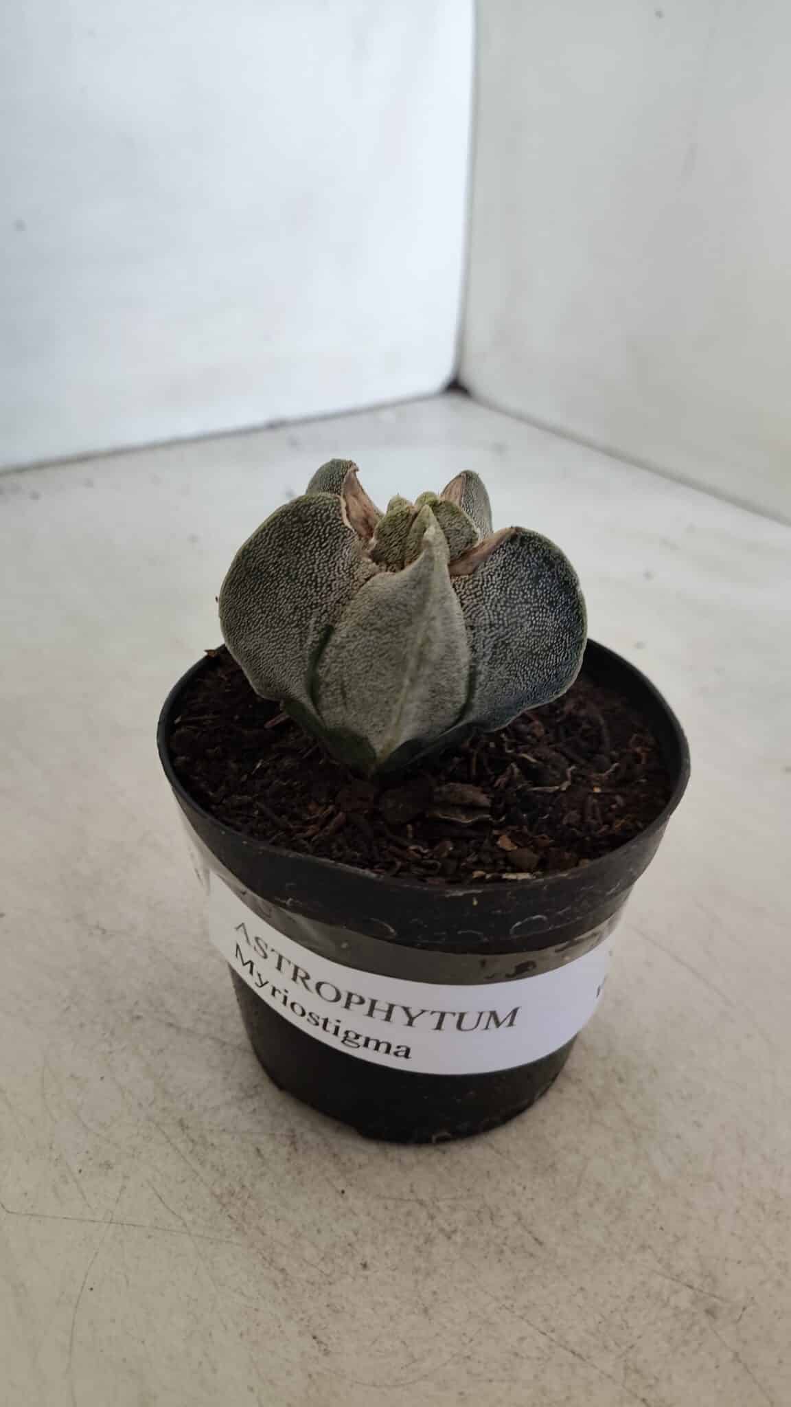 ASTROPHYTUM MYRIOSTIGMA Nº 947 – vaso 09