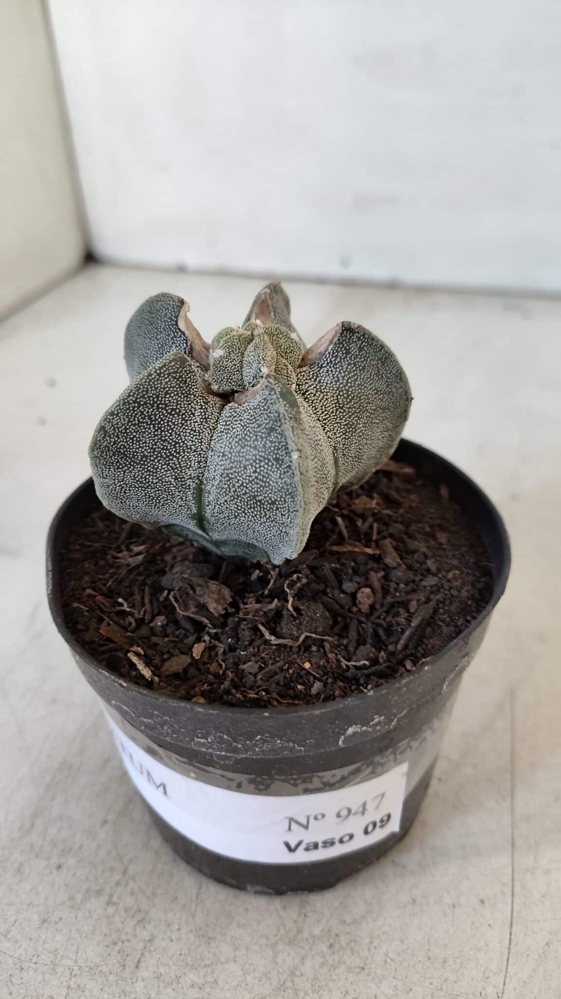 ASTROPHYTUM MYRIOSTIGMA Nº 947 – vaso 09