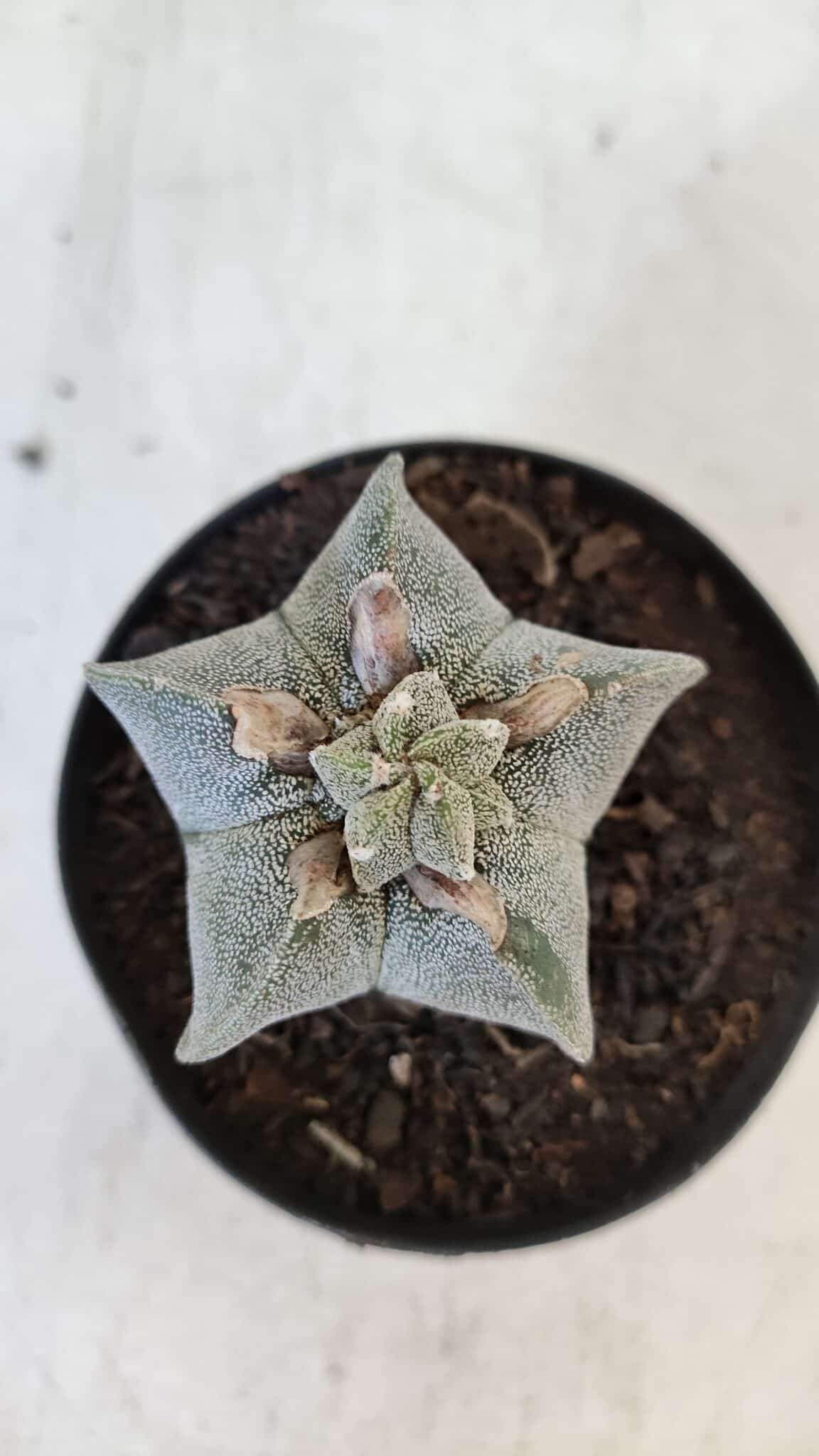 ASTROPHYTUM MYRIOSTIGMA Nº 947 – vaso 09
