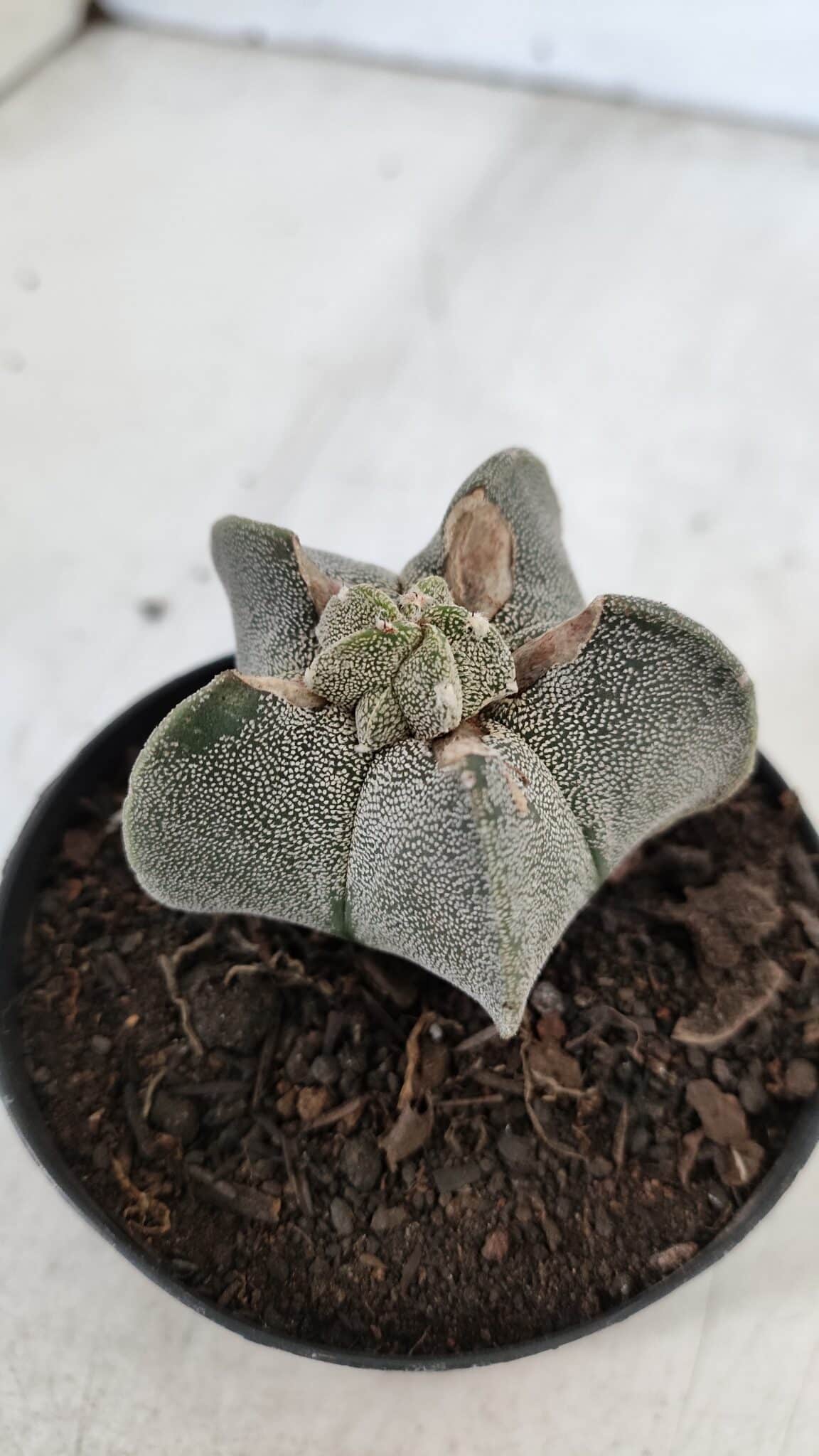 ASTROPHYTUM MYRIOSTIGMA Nº 947 – vaso 09