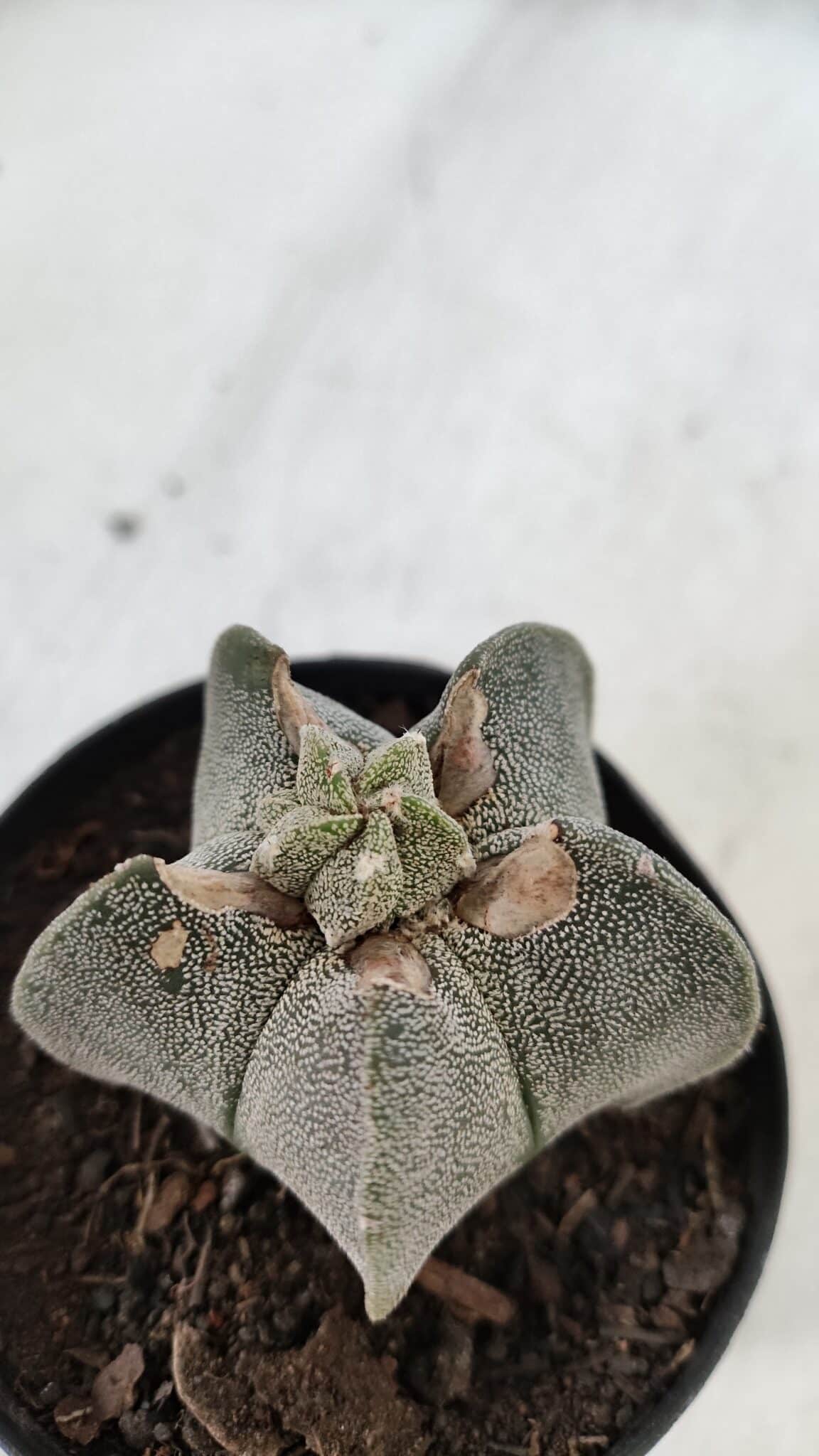 ASTROPHYTUM MYRIOSTIGMA Nº 947 – vaso 09