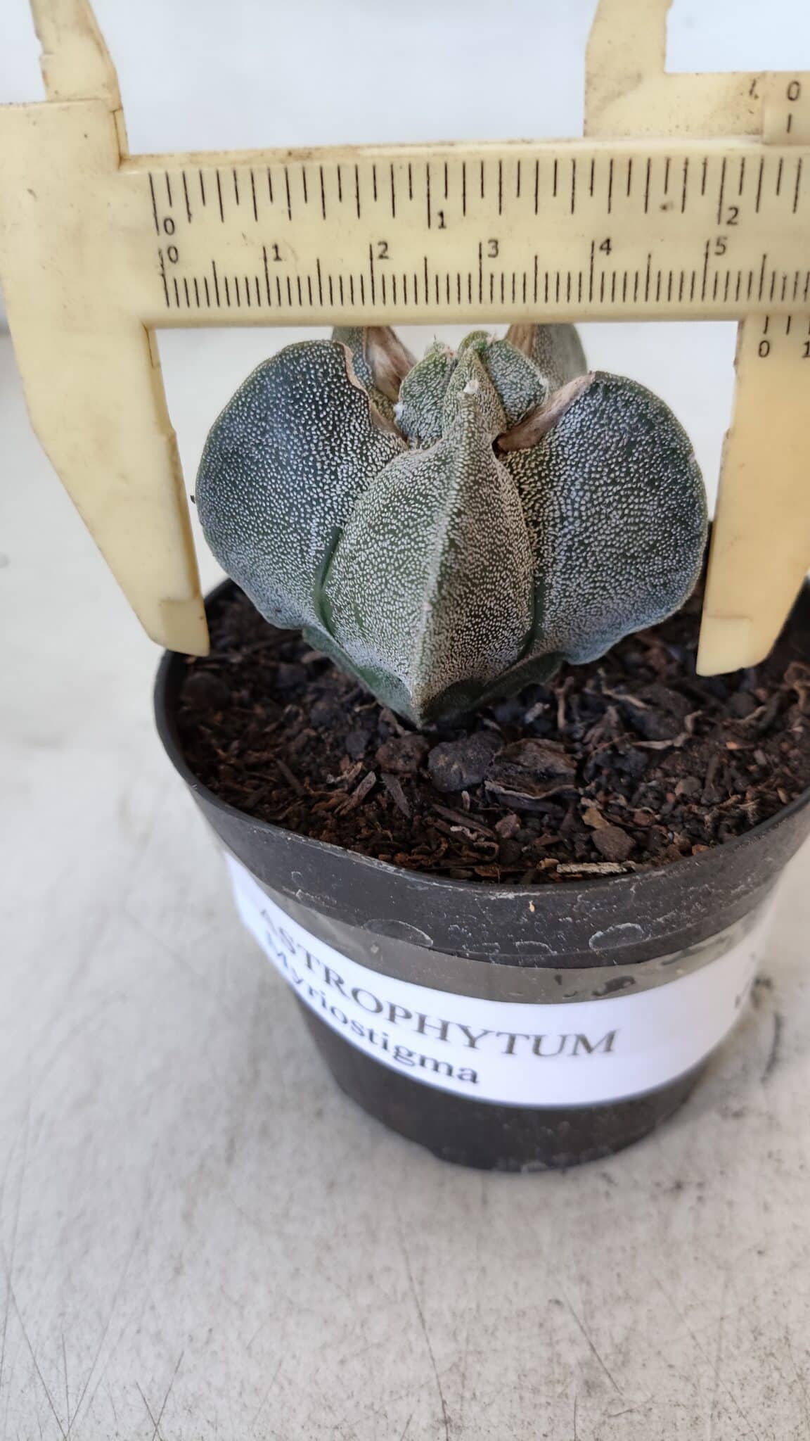 ASTROPHYTUM MYRIOSTIGMA Nº 947 – vaso 09