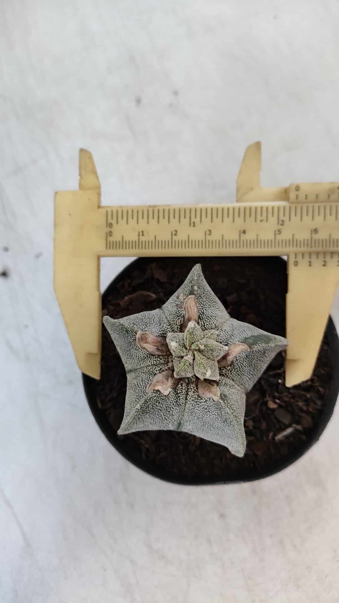 ASTROPHYTUM MYRIOSTIGMA Nº 947 – vaso 09