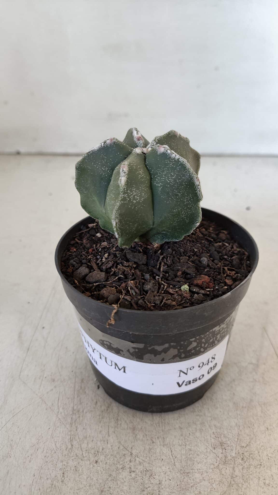 ASTROPHYTUM MYRIOSTIGMA Nº 948 – vaso 09