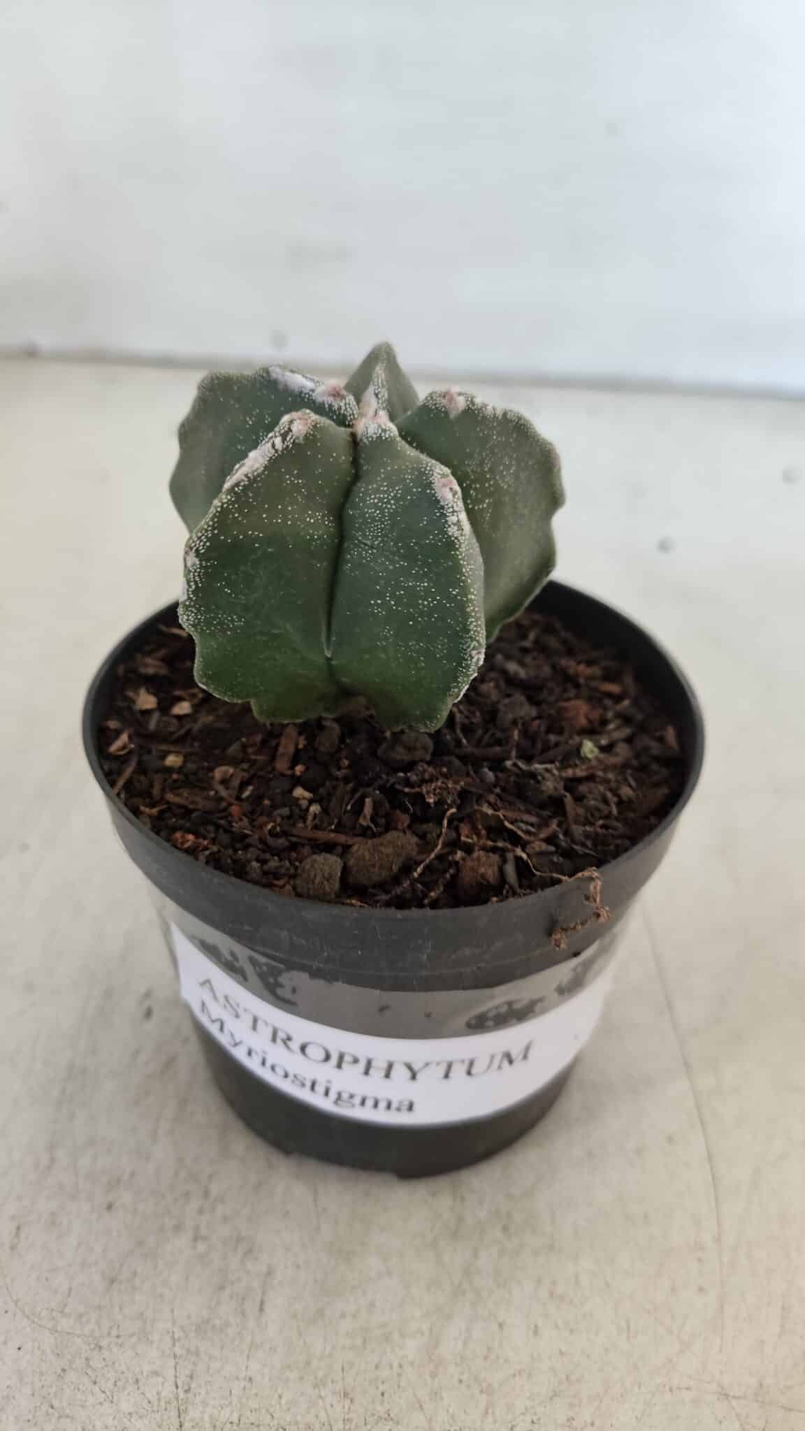 ASTROPHYTUM MYRIOSTIGMA Nº 948 – vaso 09