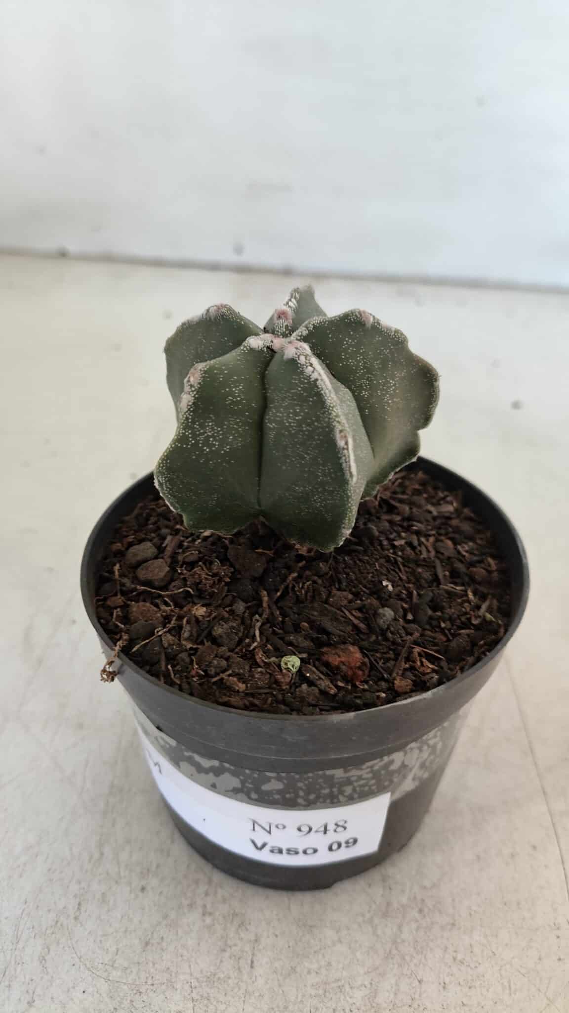 ASTROPHYTUM MYRIOSTIGMA Nº 948 – vaso 09