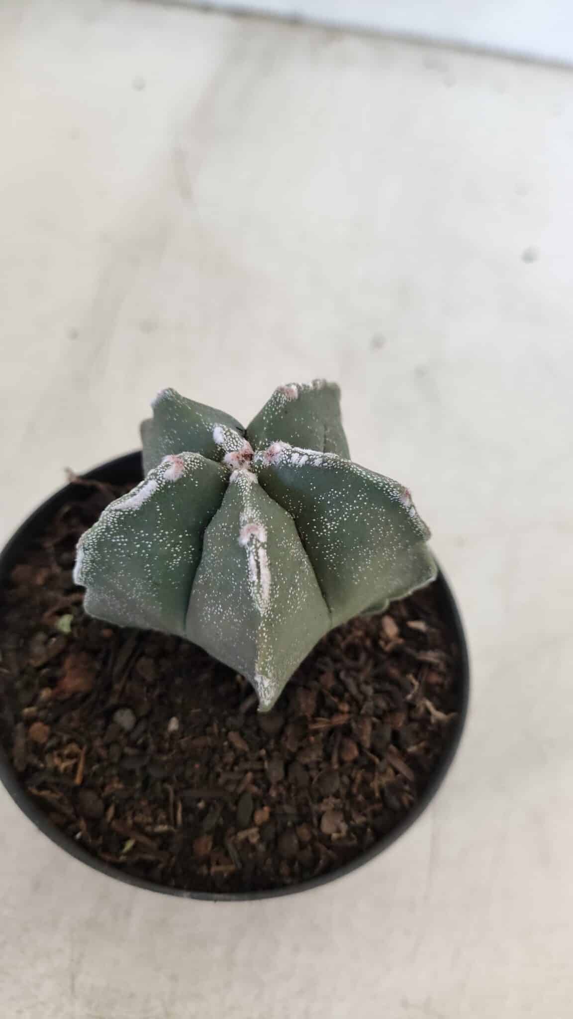 ASTROPHYTUM MYRIOSTIGMA Nº 948 – vaso 09