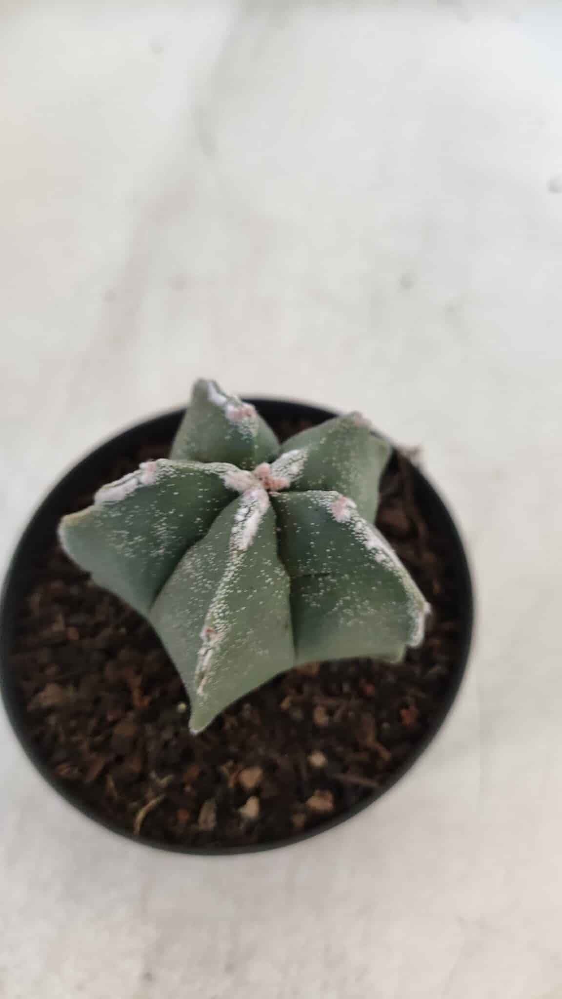 ASTROPHYTUM MYRIOSTIGMA Nº 948 – vaso 09