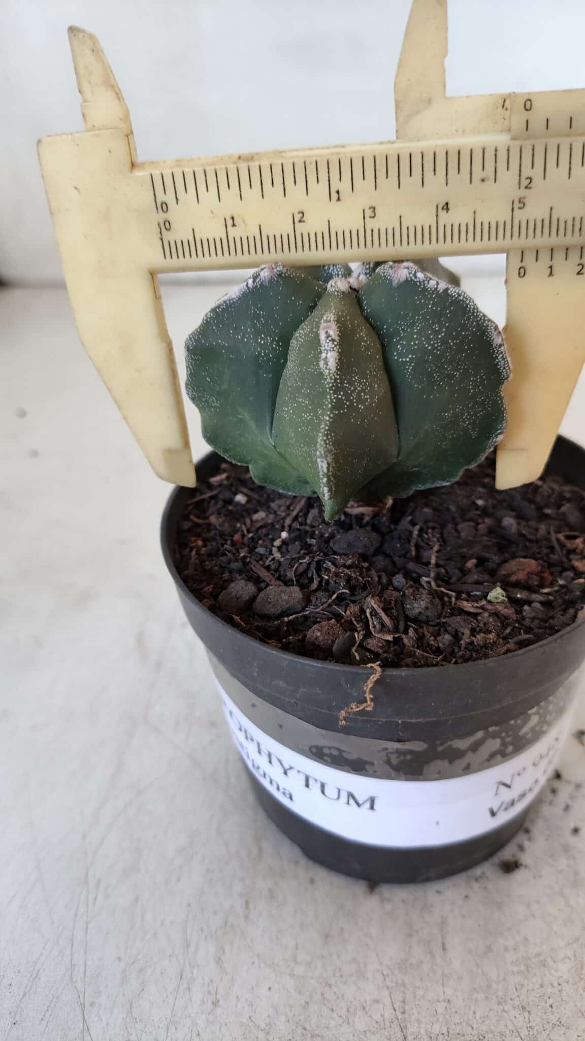 ASTROPHYTUM MYRIOSTIGMA Nº 948 – vaso 09