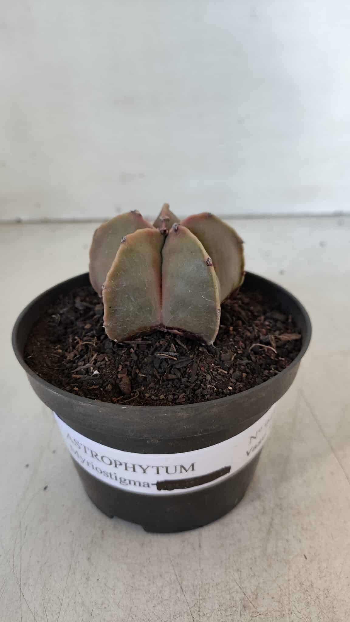 ASTROPHYTUM MYRIOSTIGMA Nº 949 – vaso 11