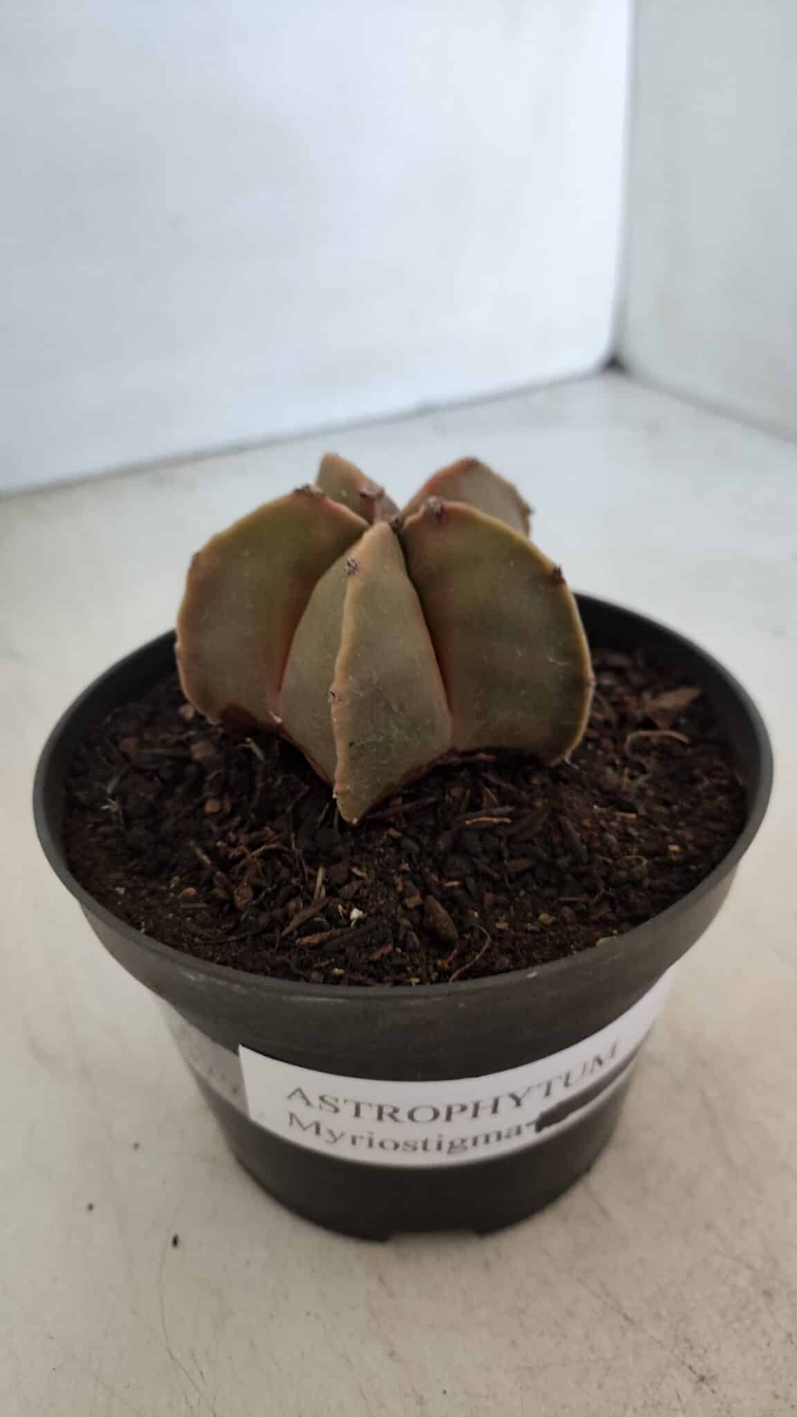 ASTROPHYTUM MYRIOSTIGMA Nº 949 – vaso 11