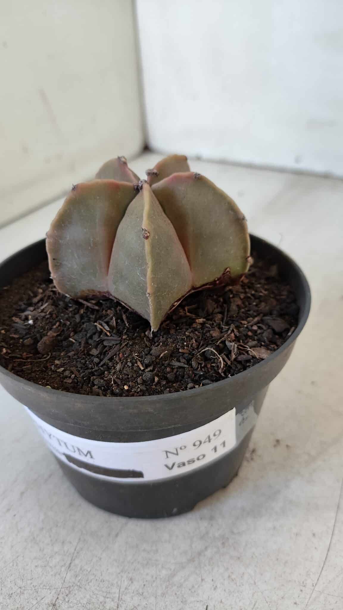 ASTROPHYTUM MYRIOSTIGMA Nº 949 – vaso 11