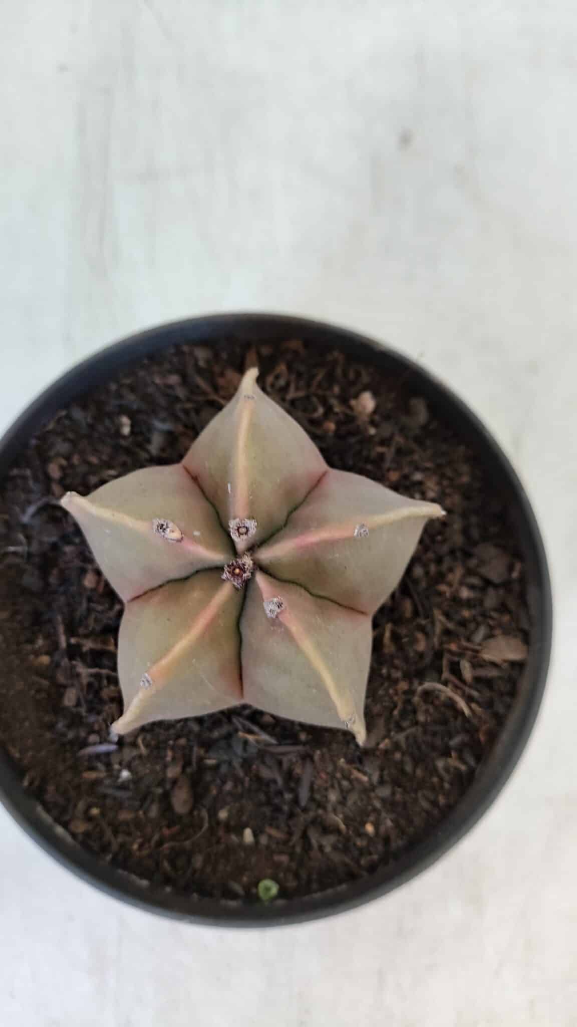 ASTROPHYTUM MYRIOSTIGMA Nº 949 – vaso 11