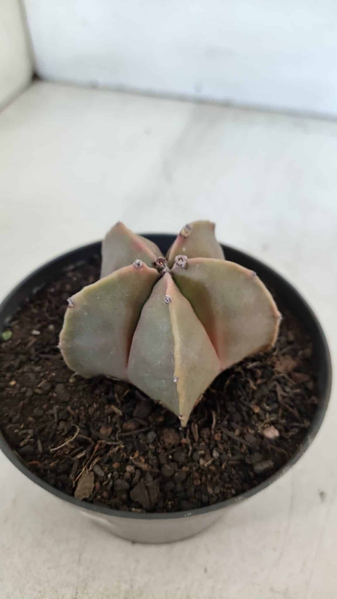ASTROPHYTUM MYRIOSTIGMA Nº 949 – vaso 11