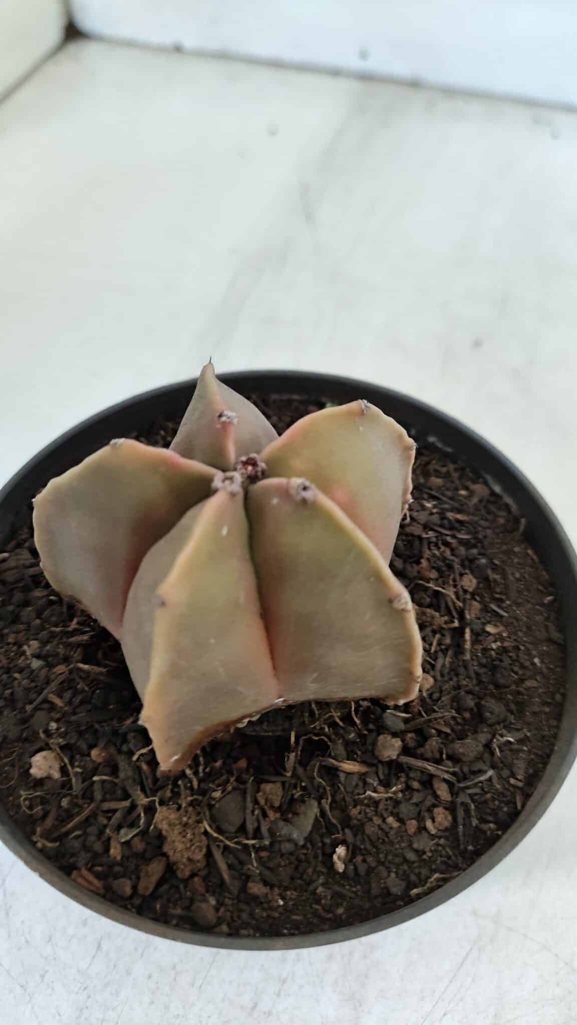 ASTROPHYTUM MYRIOSTIGMA Nº 949 – vaso 11