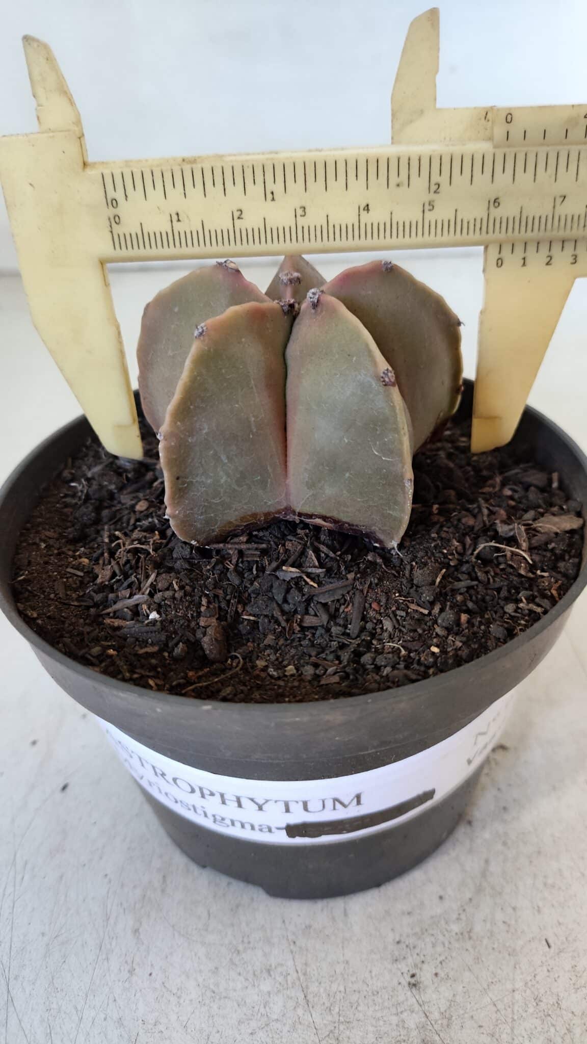 ASTROPHYTUM MYRIOSTIGMA Nº 949 – vaso 11