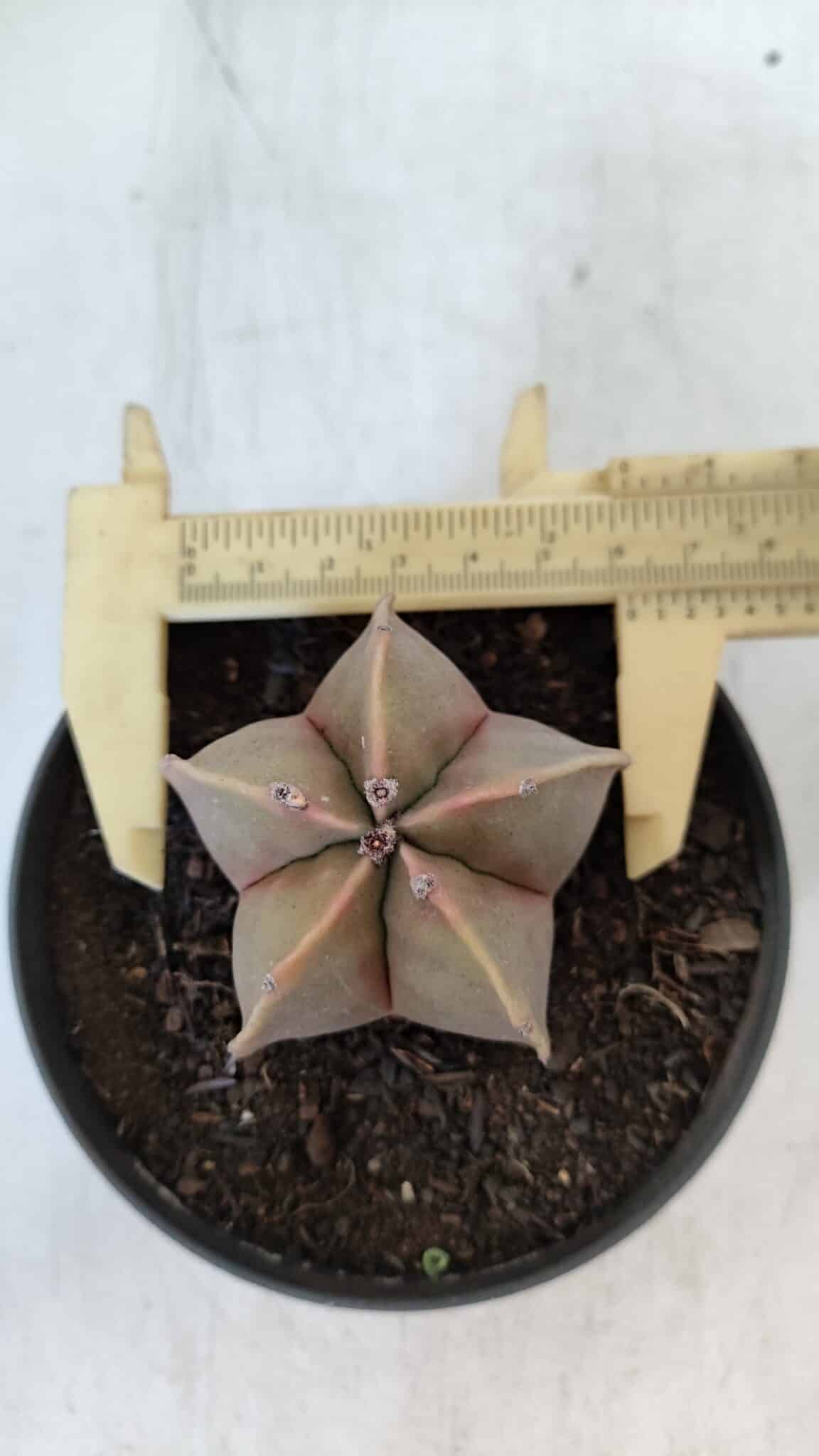 ASTROPHYTUM MYRIOSTIGMA Nº 949 – vaso 11