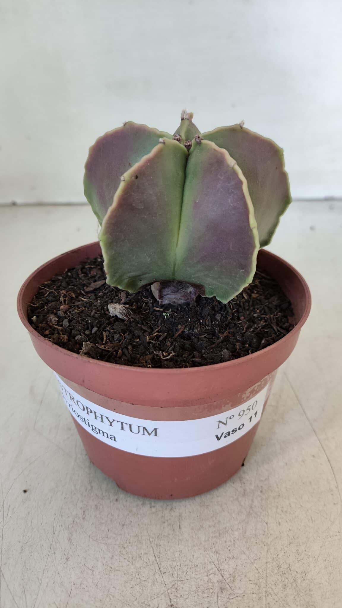 ASTROPHYTUM MYRIOSTIGMA Nº 950 – vaso 11
