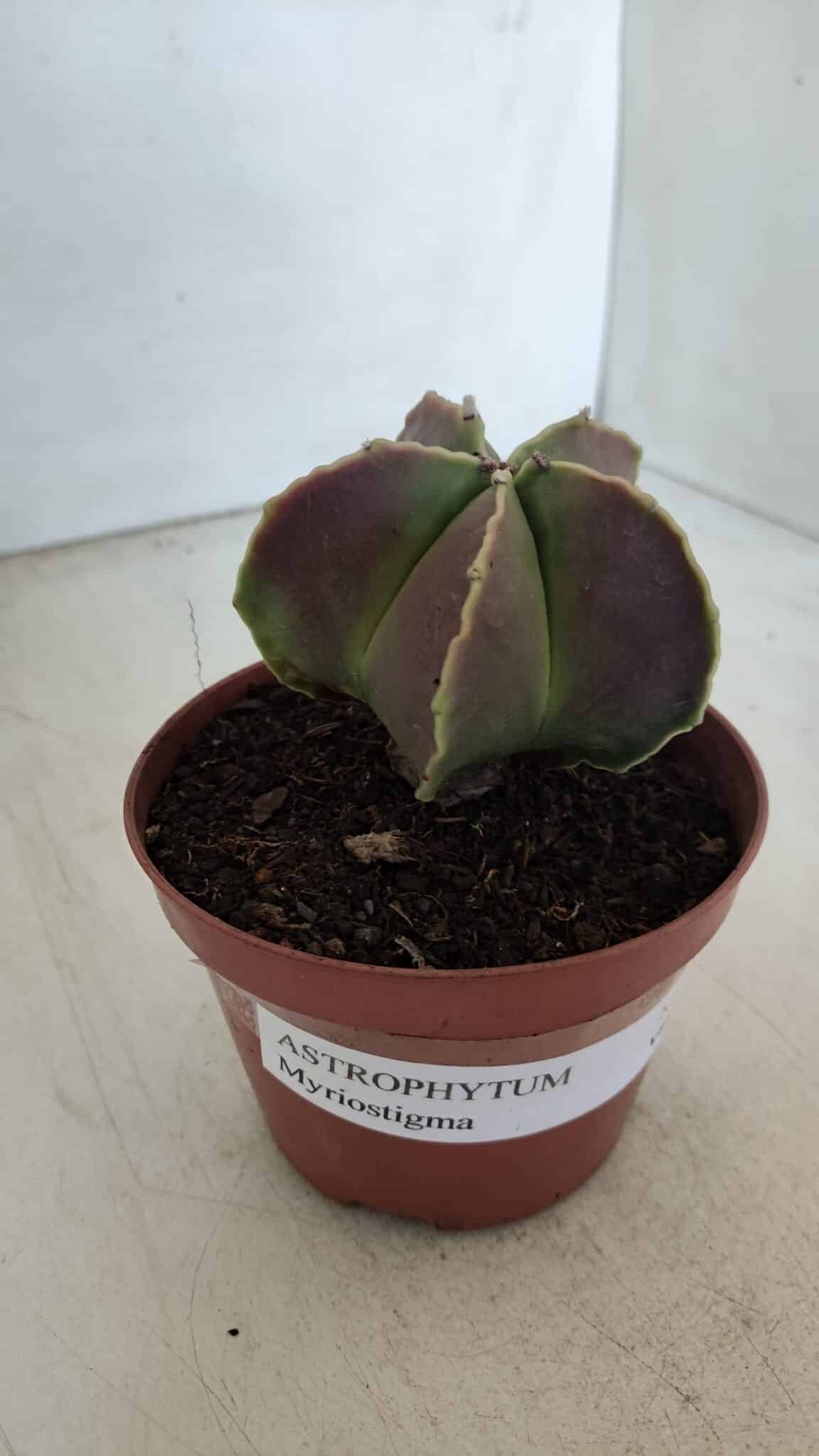 ASTROPHYTUM MYRIOSTIGMA Nº 950 – vaso 11