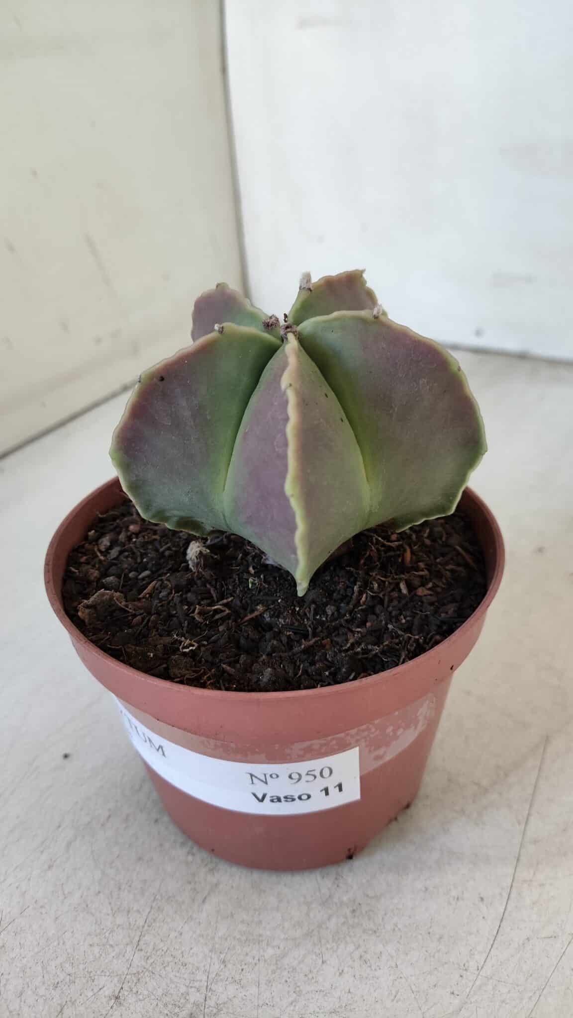 ASTROPHYTUM MYRIOSTIGMA Nº 950 – vaso 11