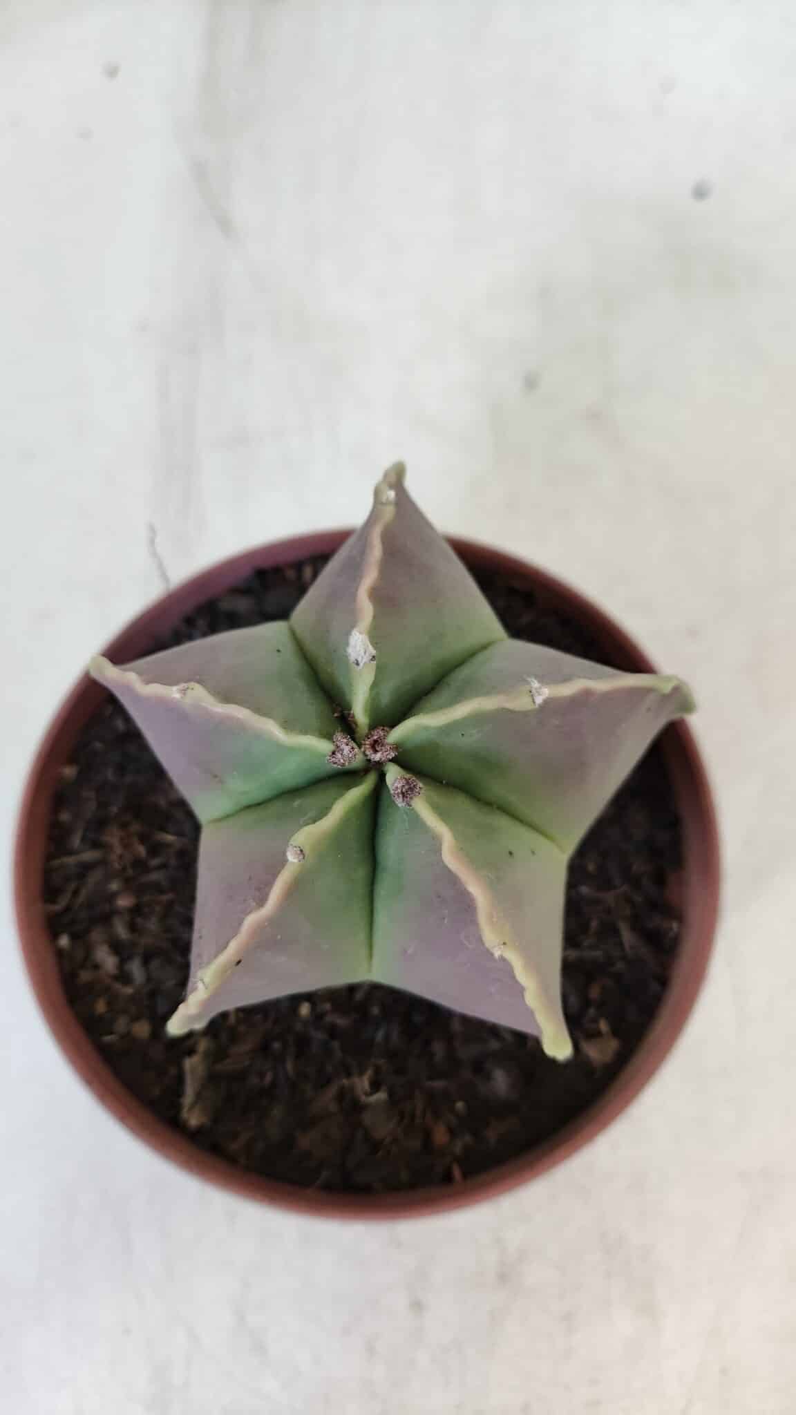 ASTROPHYTUM MYRIOSTIGMA Nº 950 – vaso 11