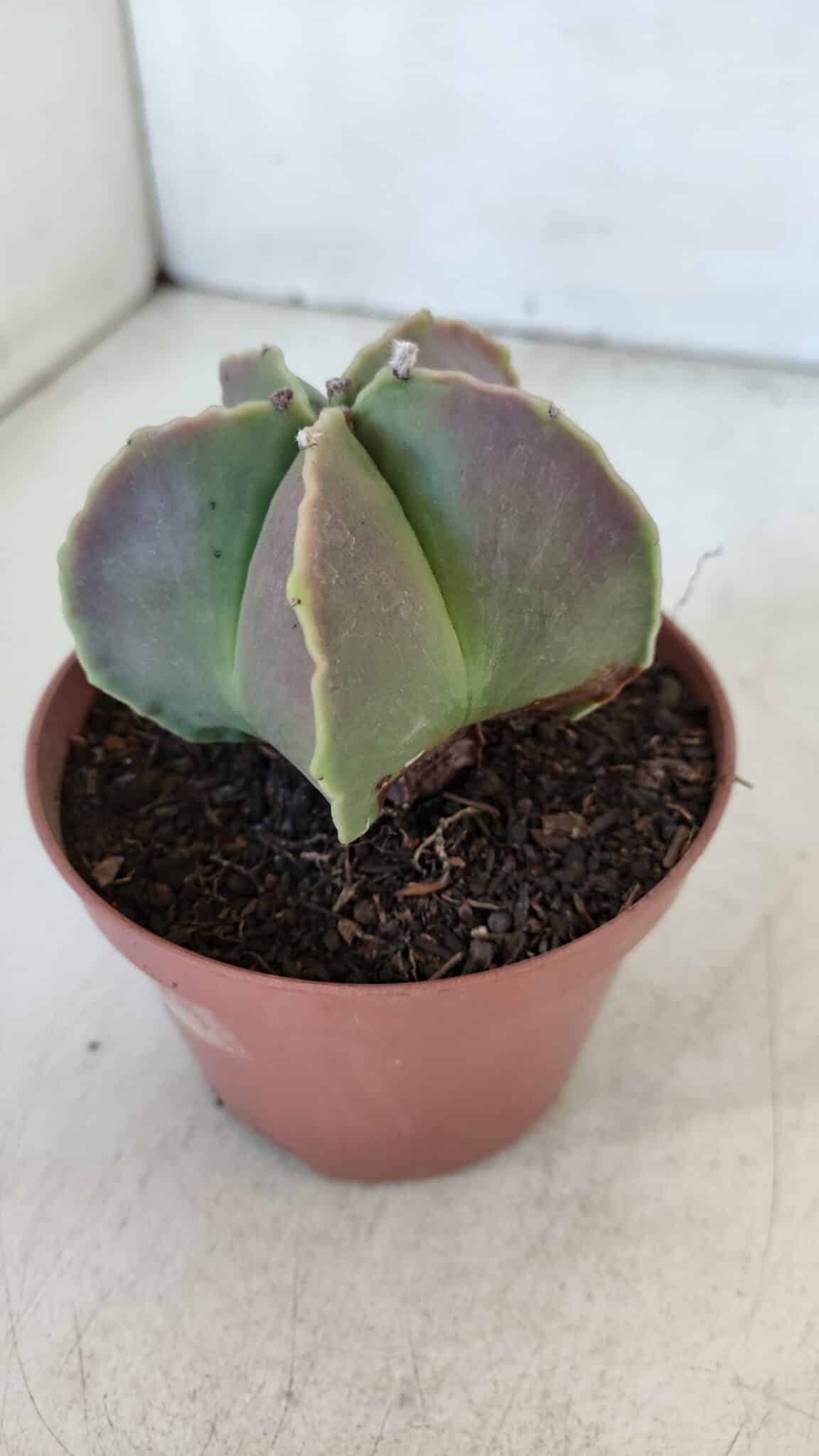 ASTROPHYTUM MYRIOSTIGMA Nº 950 – vaso 11