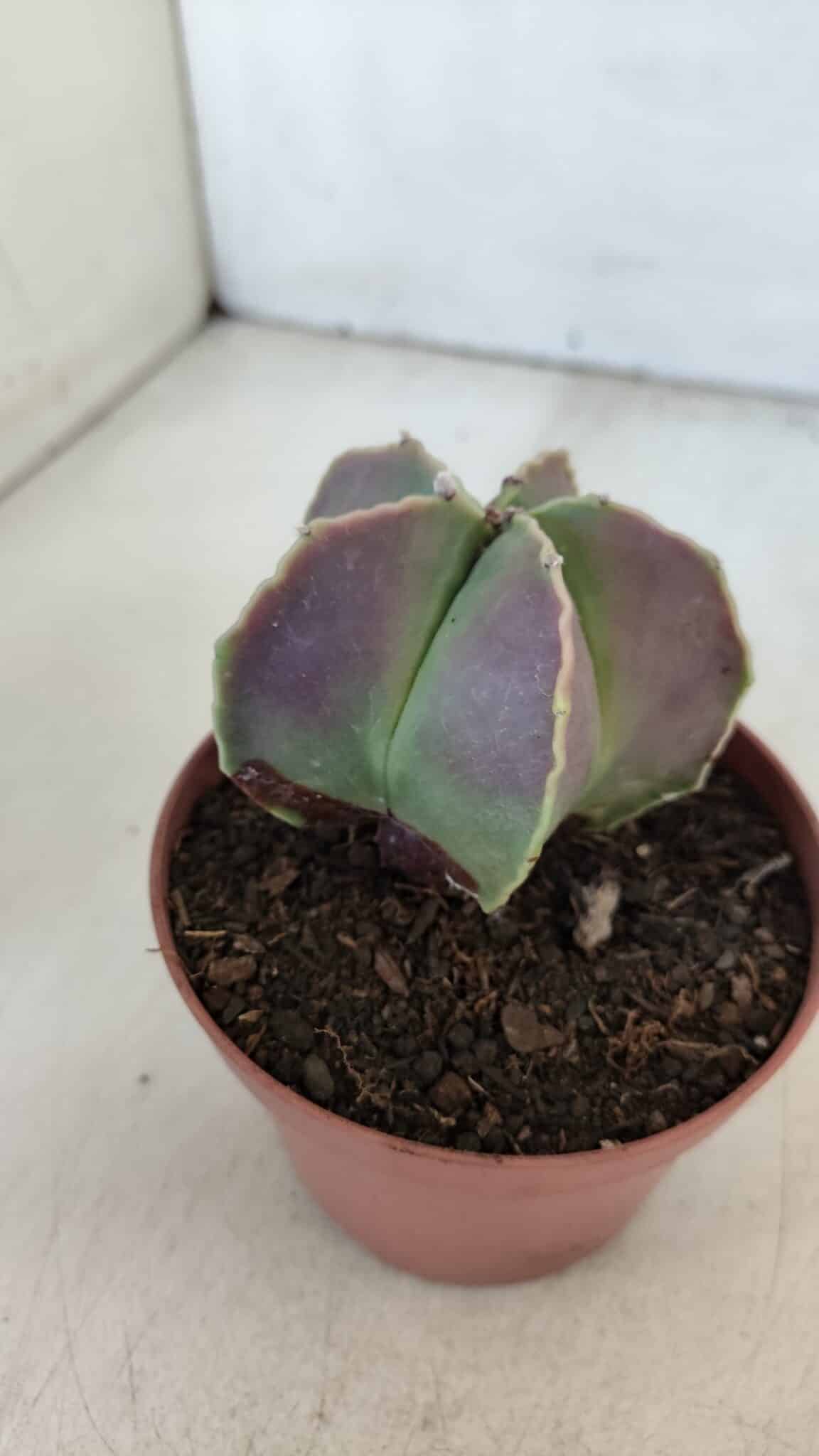 ASTROPHYTUM MYRIOSTIGMA Nº 950 – vaso 11