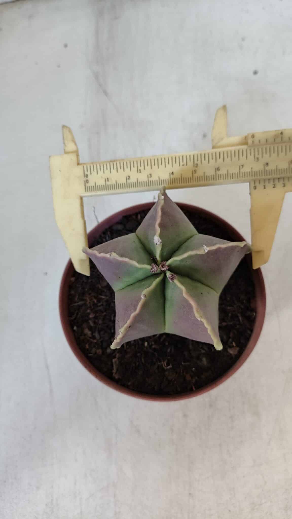 ASTROPHYTUM MYRIOSTIGMA Nº 950 – vaso 11