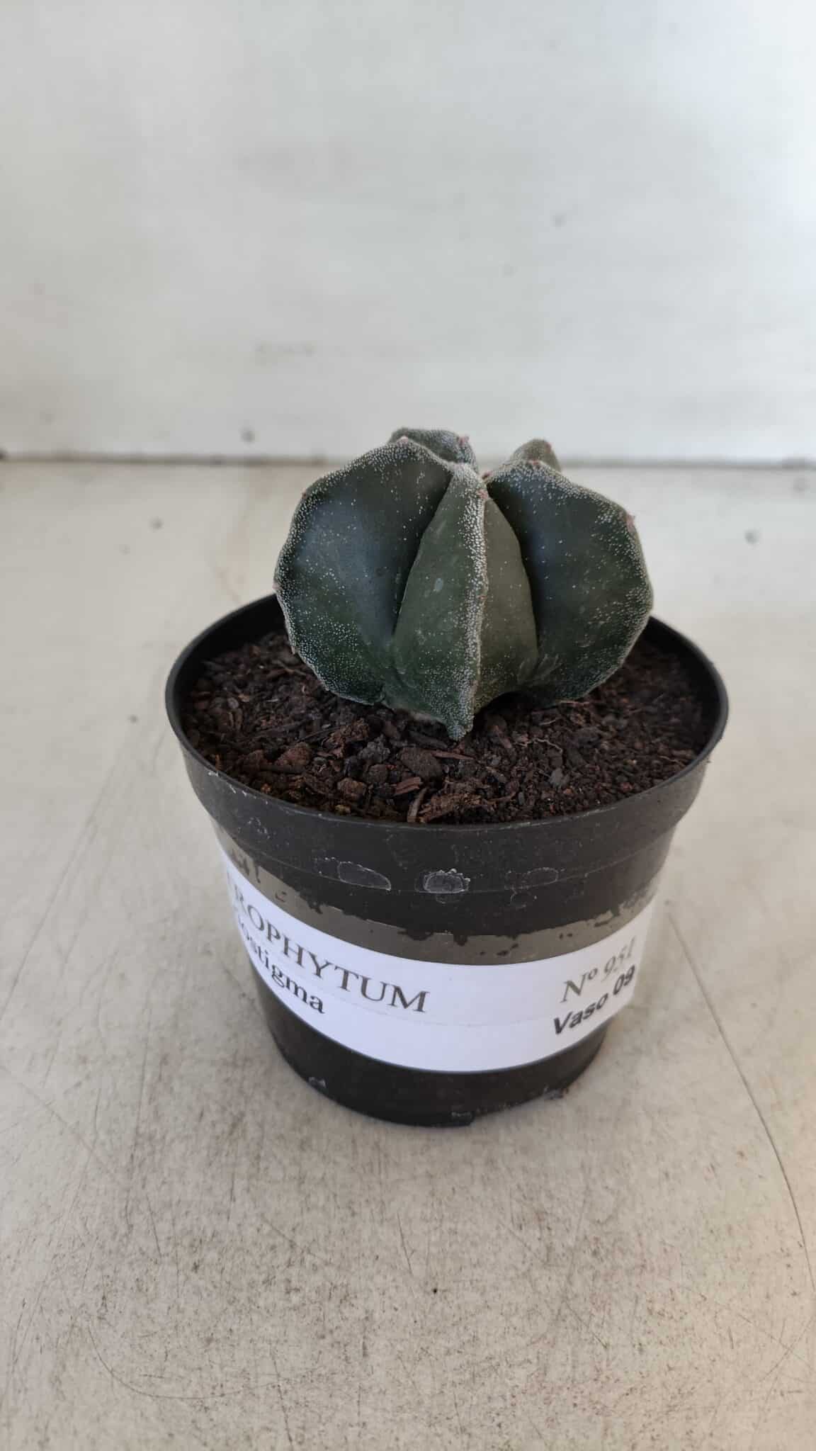 ASTROPHYTUM MYRIOSTIGMA Nº 951 – vaso 09
