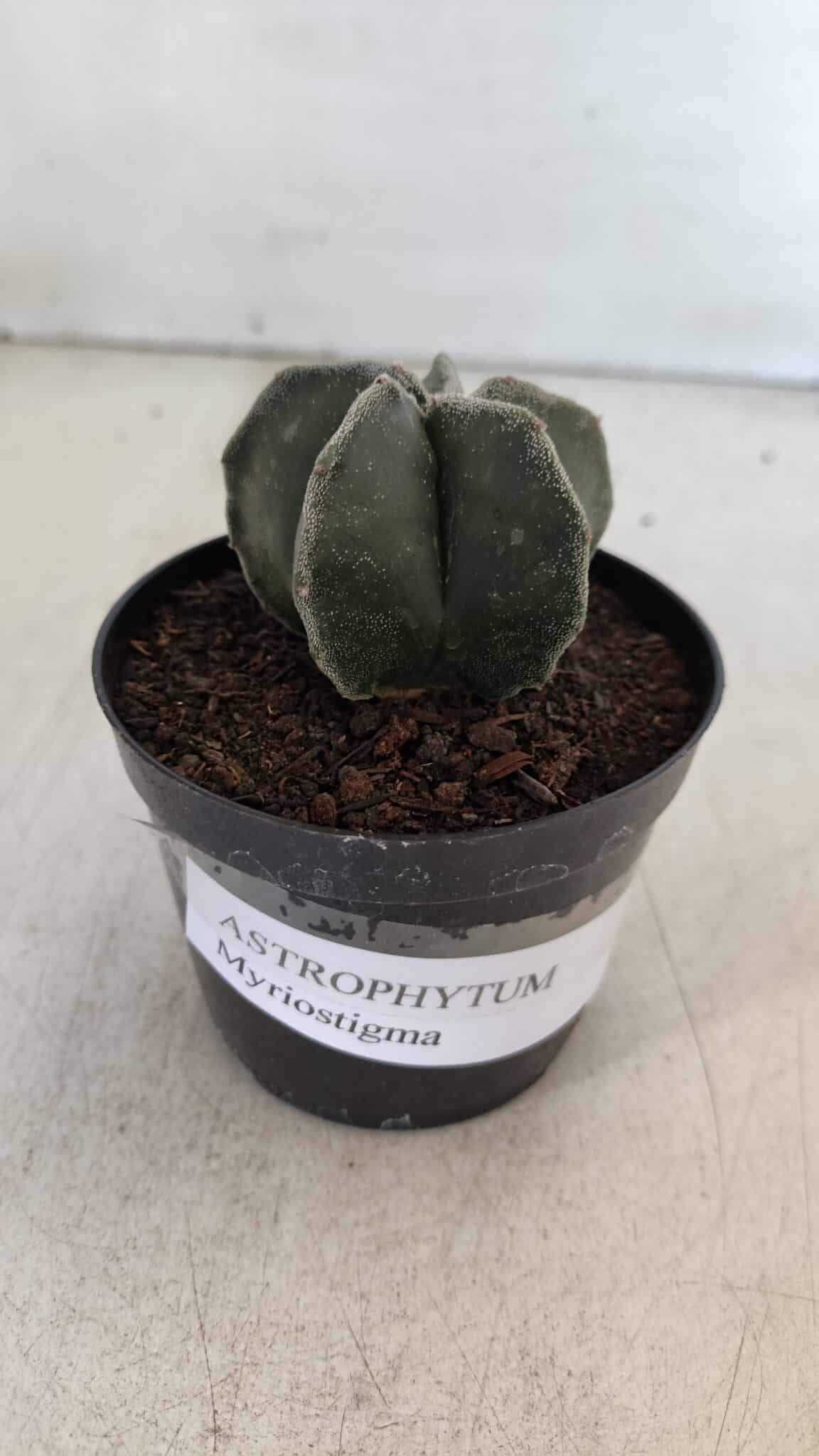 ASTROPHYTUM MYRIOSTIGMA Nº 951 – vaso 09