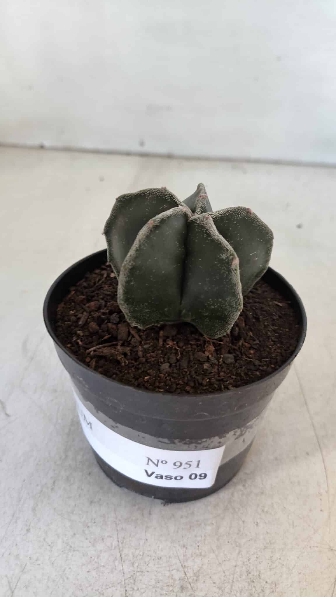 ASTROPHYTUM MYRIOSTIGMA Nº 951 – vaso 09