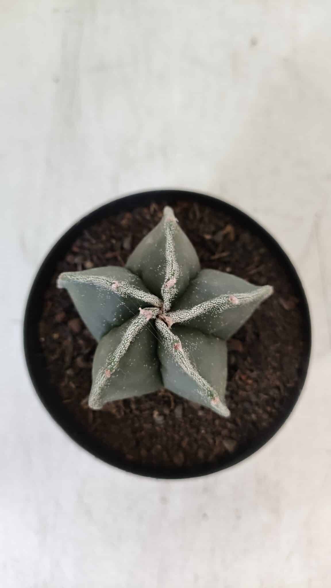 ASTROPHYTUM MYRIOSTIGMA Nº 951 – vaso 09