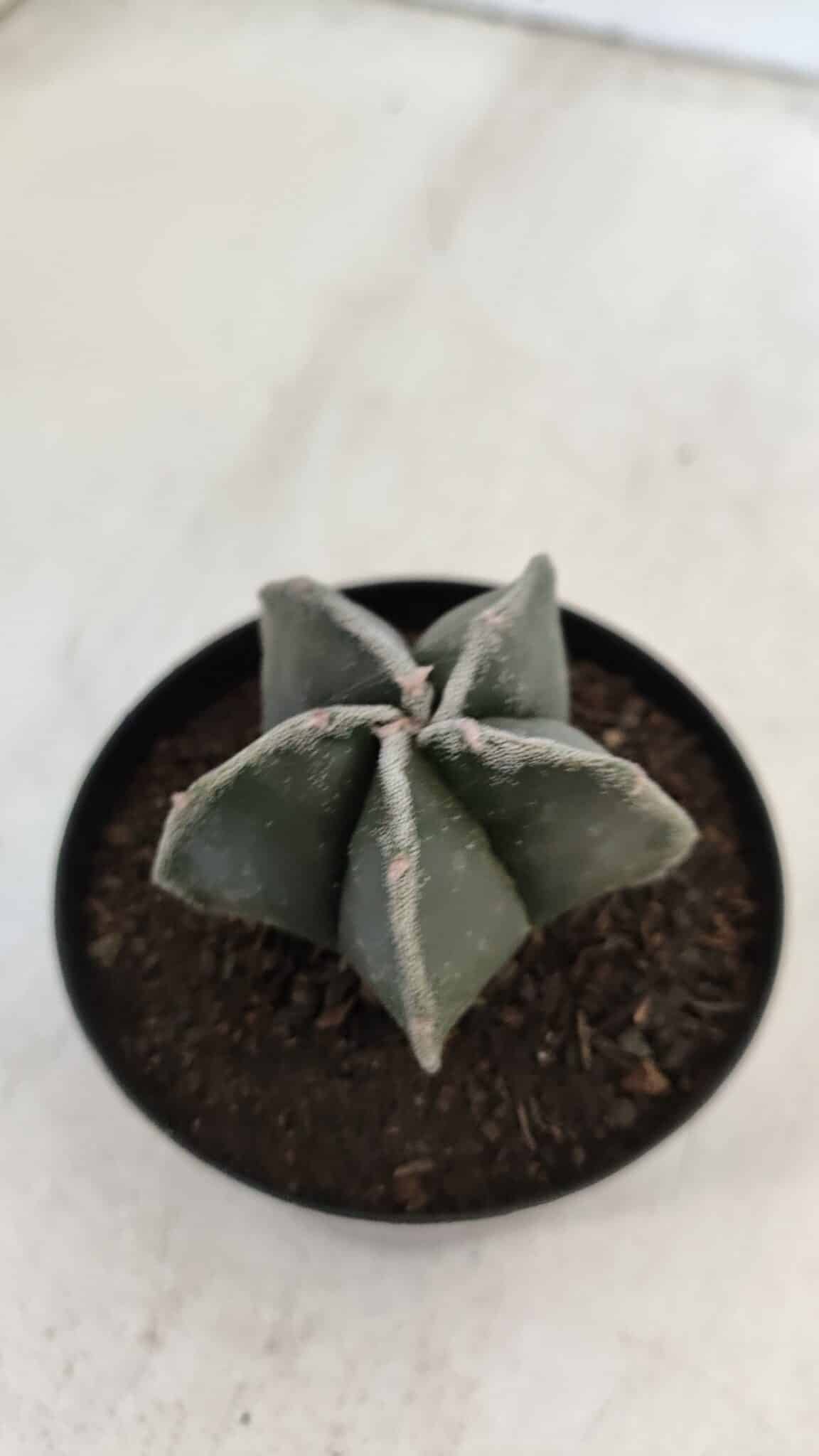 ASTROPHYTUM MYRIOSTIGMA Nº 951 – vaso 09