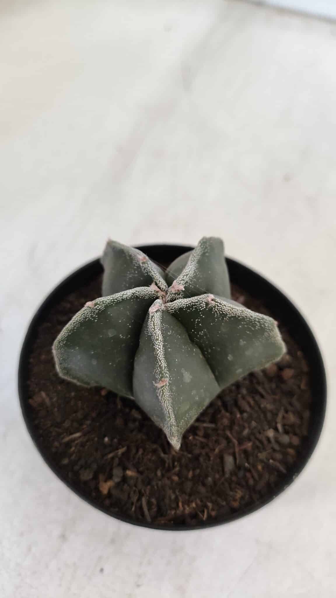 ASTROPHYTUM MYRIOSTIGMA Nº 951 – vaso 09
