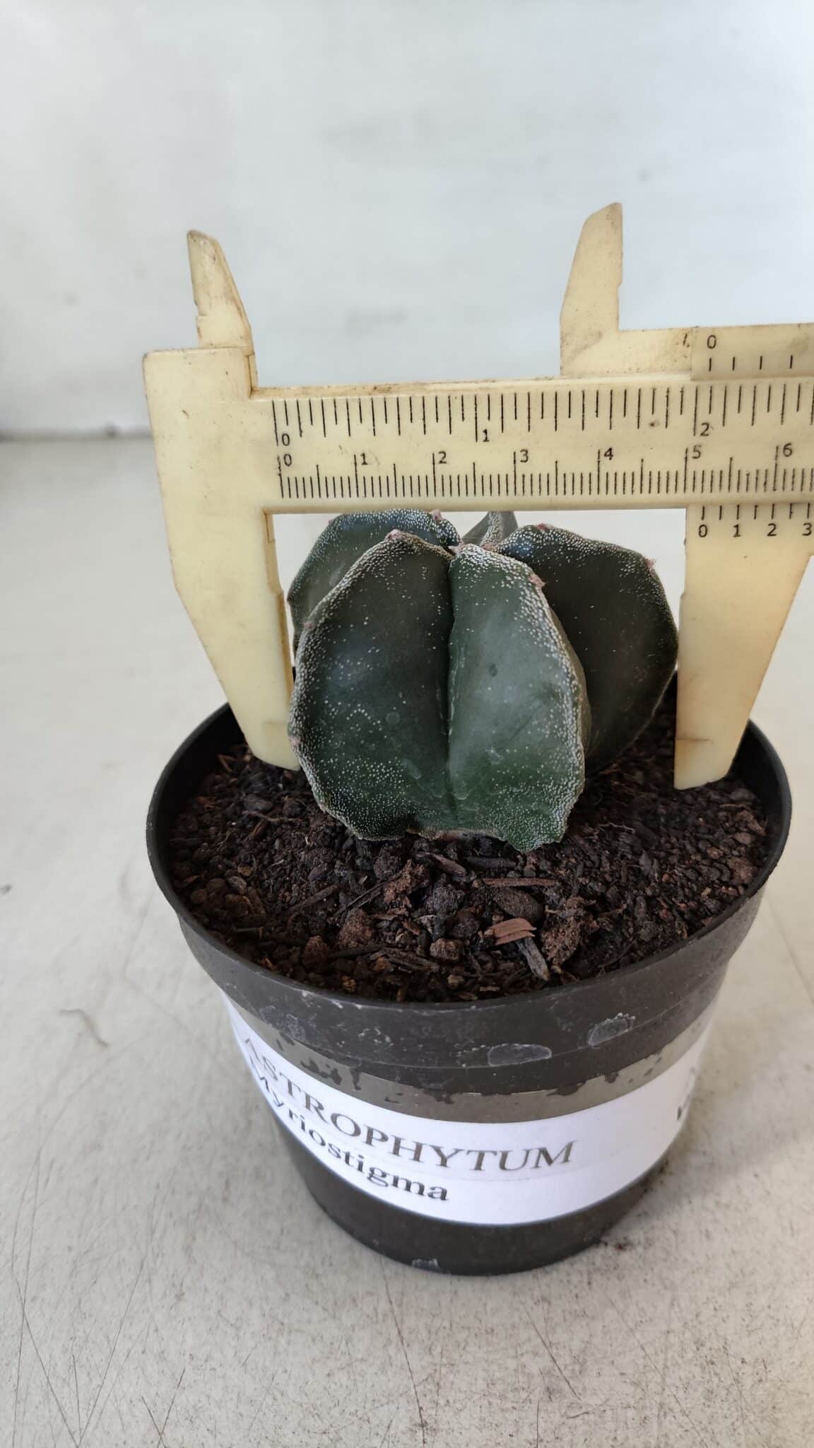 ASTROPHYTUM MYRIOSTIGMA Nº 951 – vaso 09