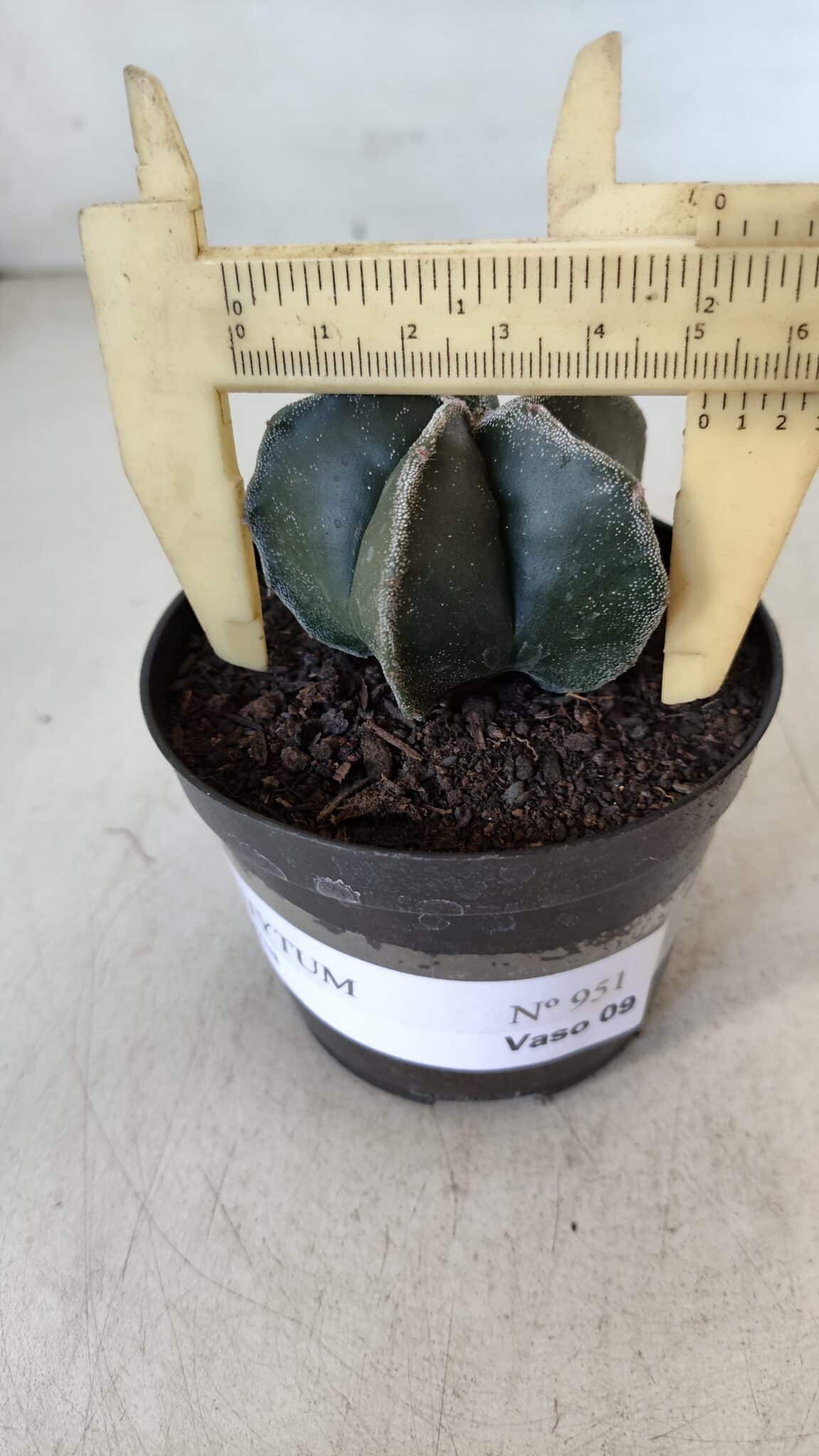 ASTROPHYTUM MYRIOSTIGMA Nº 951 – vaso 09
