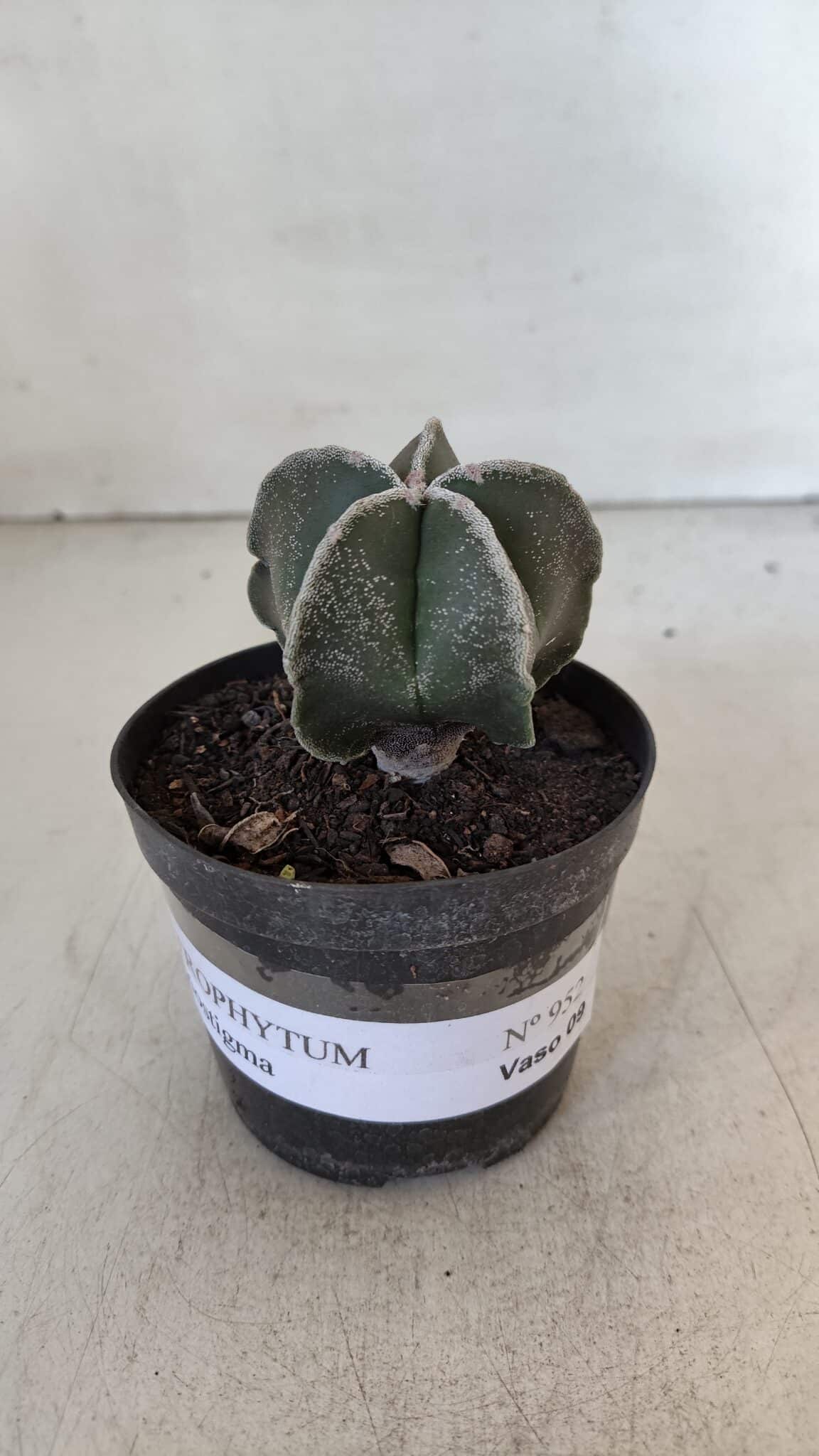 ASTROPHYTUM MYRIOSTIGMA Nº 952 – vaso 09