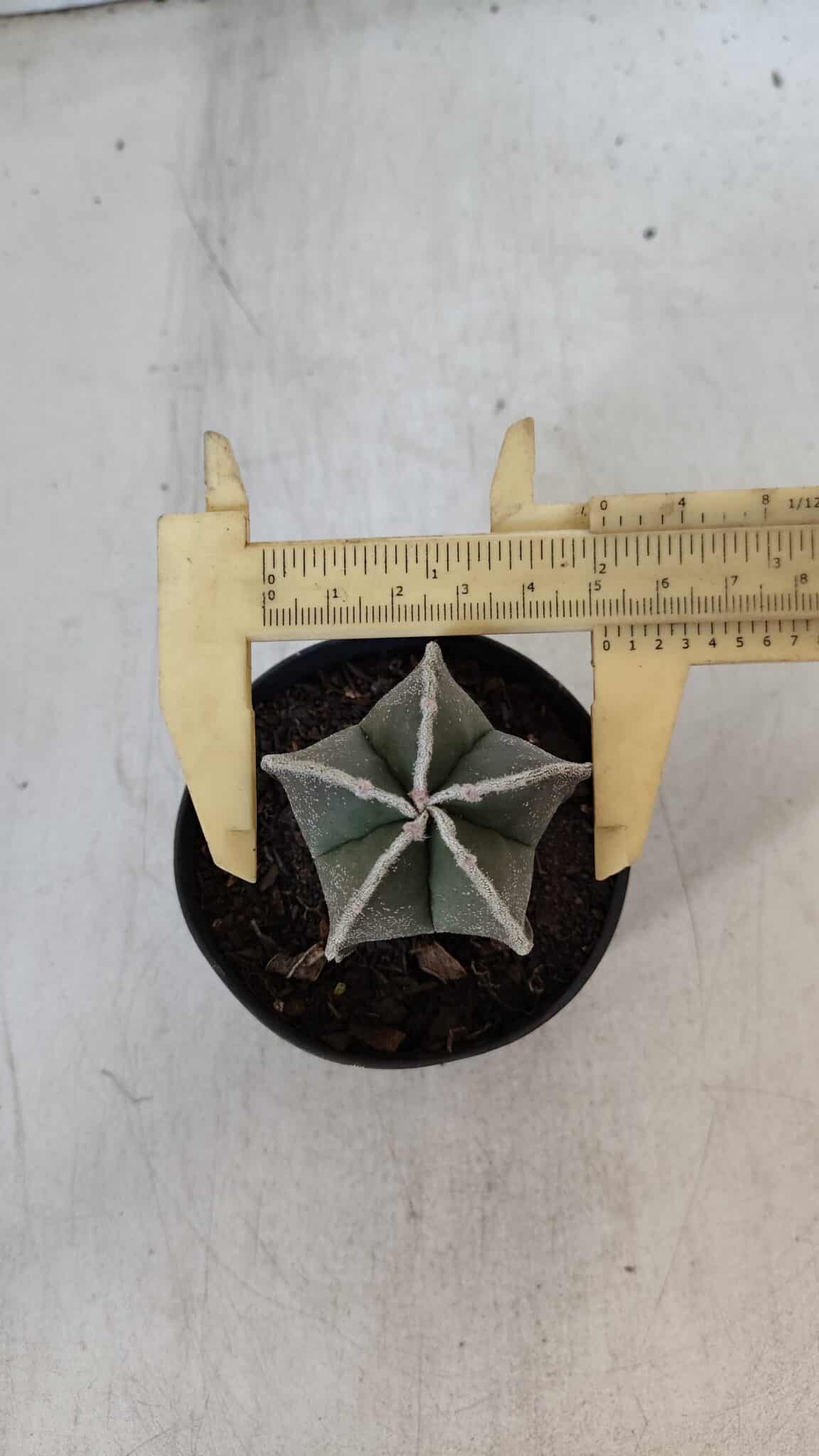 ASTROPHYTUM MYRIOSTIGMA Nº 952 – vaso 09