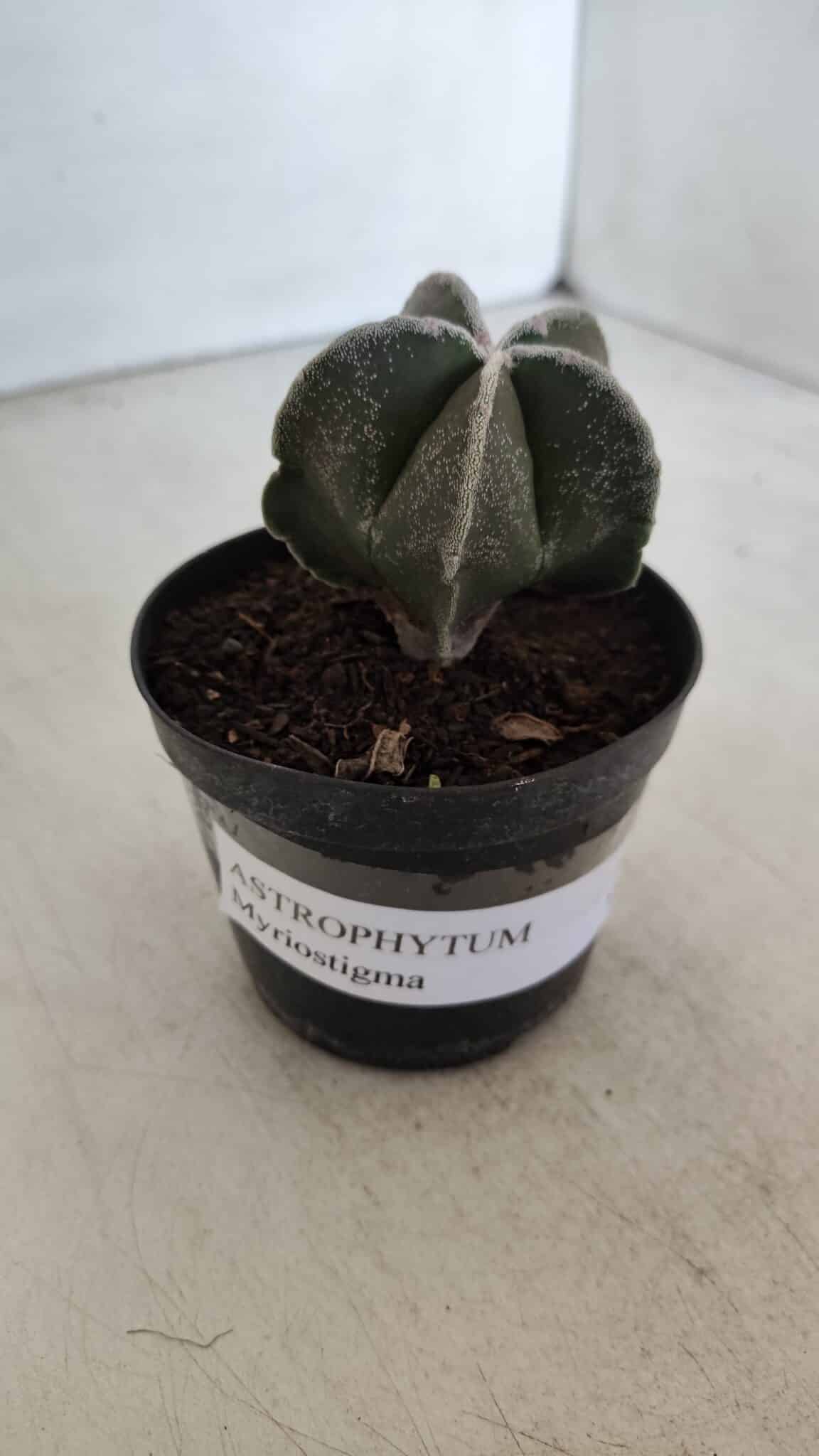 ASTROPHYTUM MYRIOSTIGMA Nº 952 – vaso 09