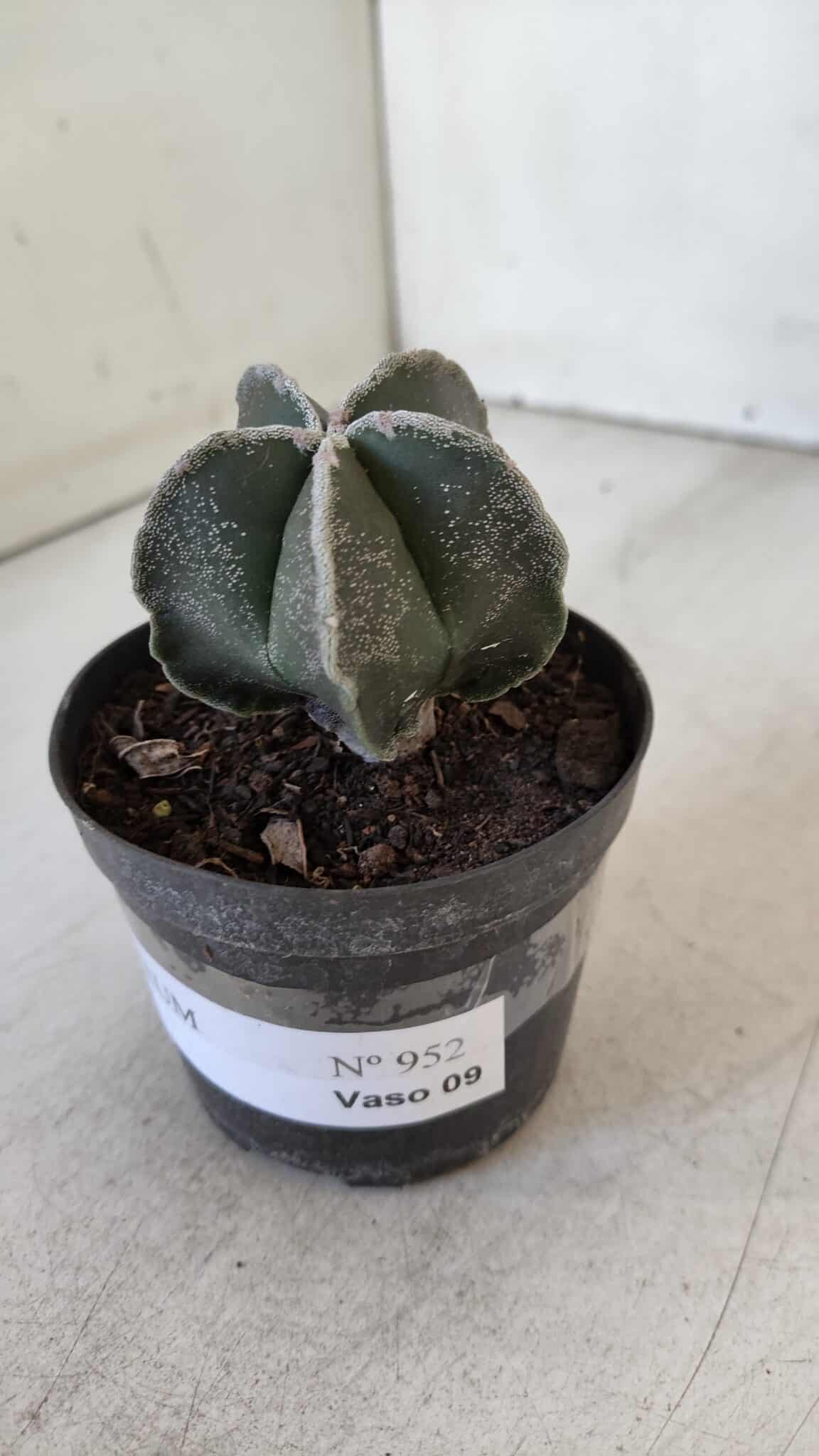 ASTROPHYTUM MYRIOSTIGMA Nº 952 – vaso 09