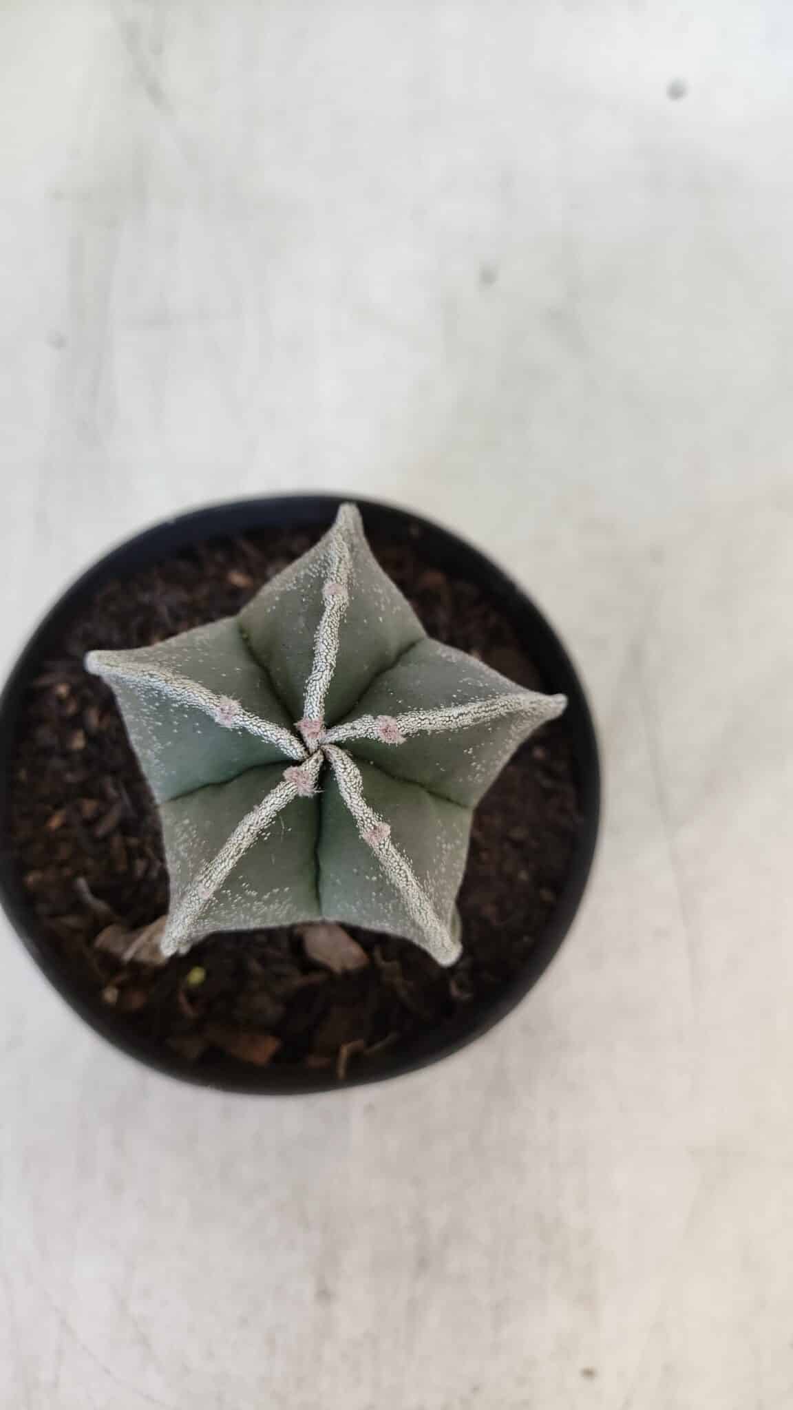ASTROPHYTUM MYRIOSTIGMA Nº 952 – vaso 09