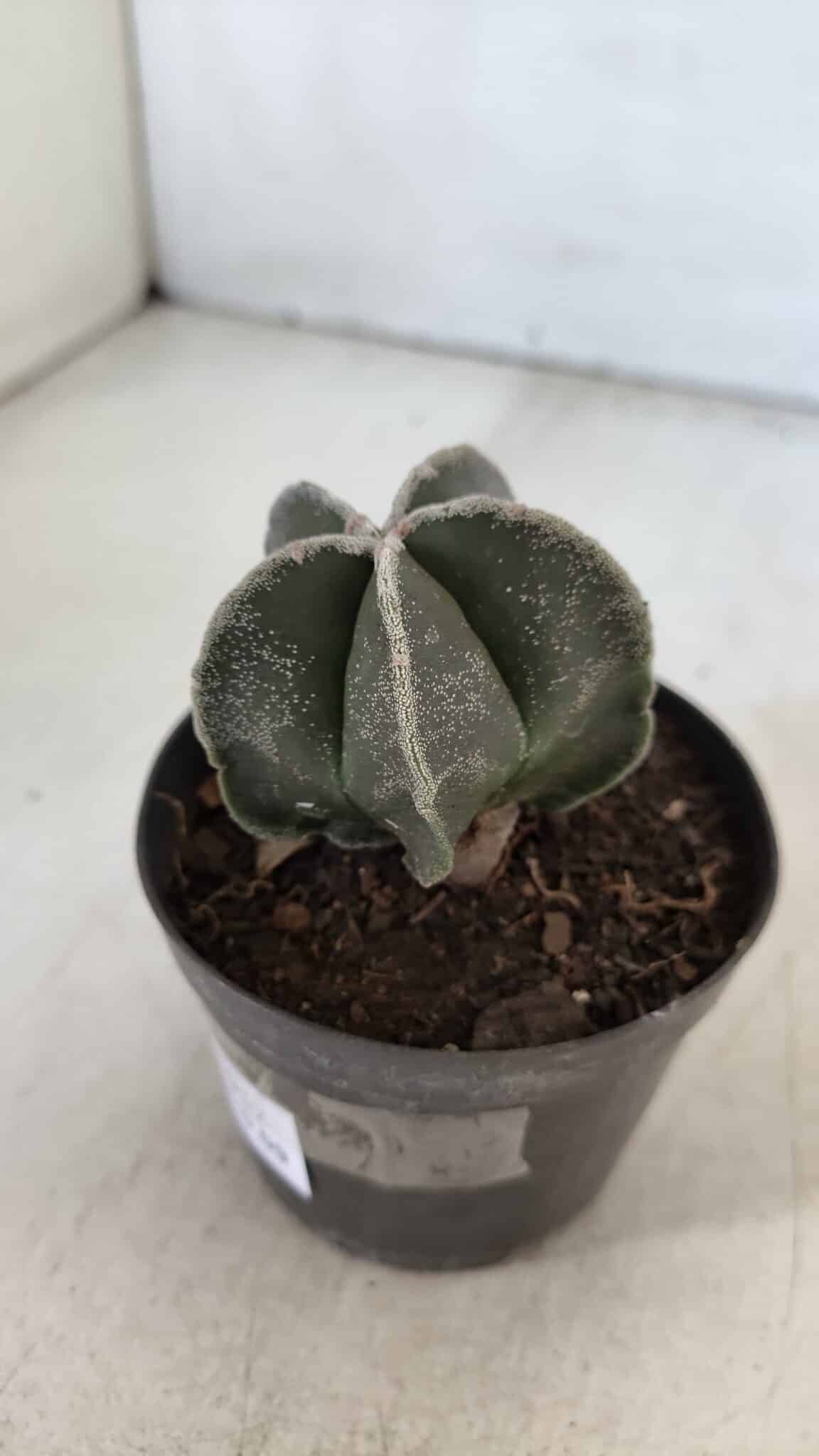 ASTROPHYTUM MYRIOSTIGMA Nº 952 – vaso 09