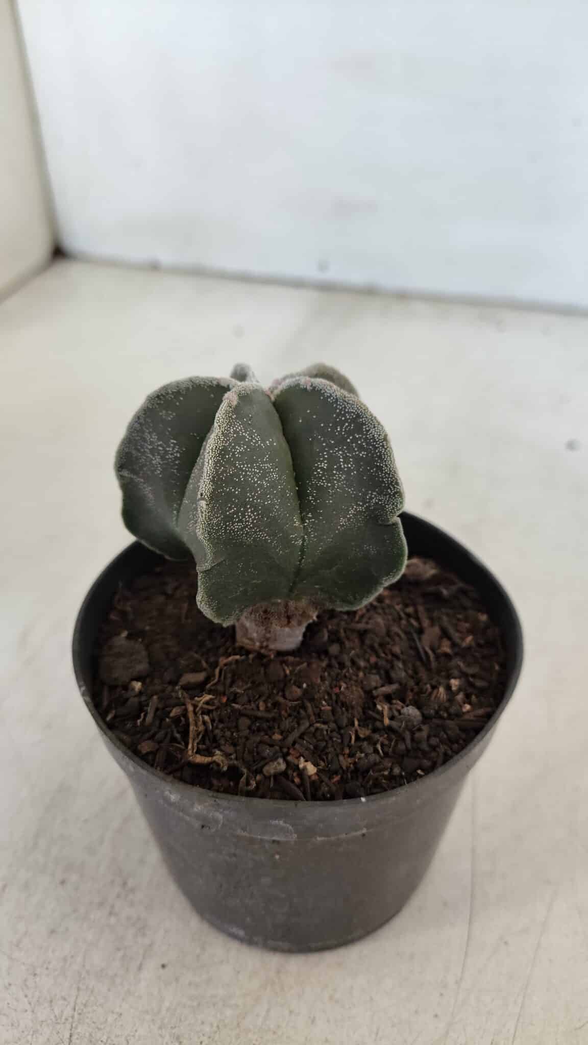 ASTROPHYTUM MYRIOSTIGMA Nº 952 – vaso 09