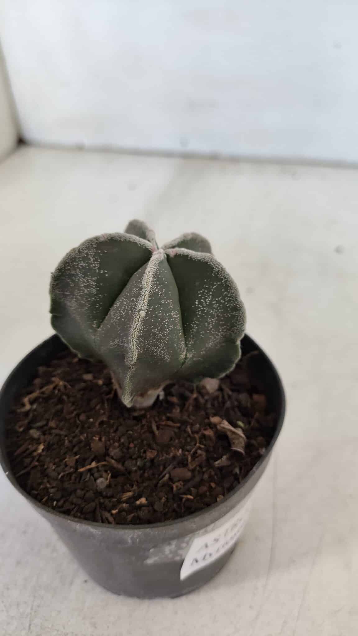 ASTROPHYTUM MYRIOSTIGMA Nº 952 – vaso 09