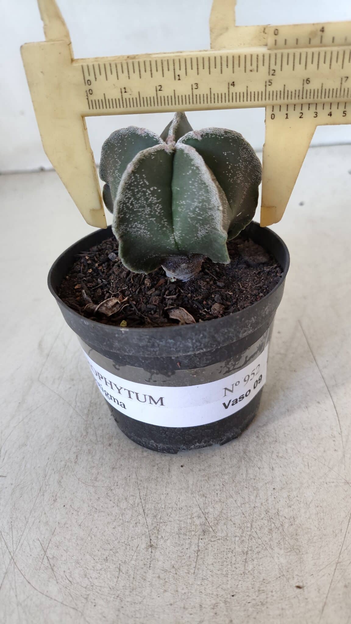 ASTROPHYTUM MYRIOSTIGMA Nº 952 – vaso 09
