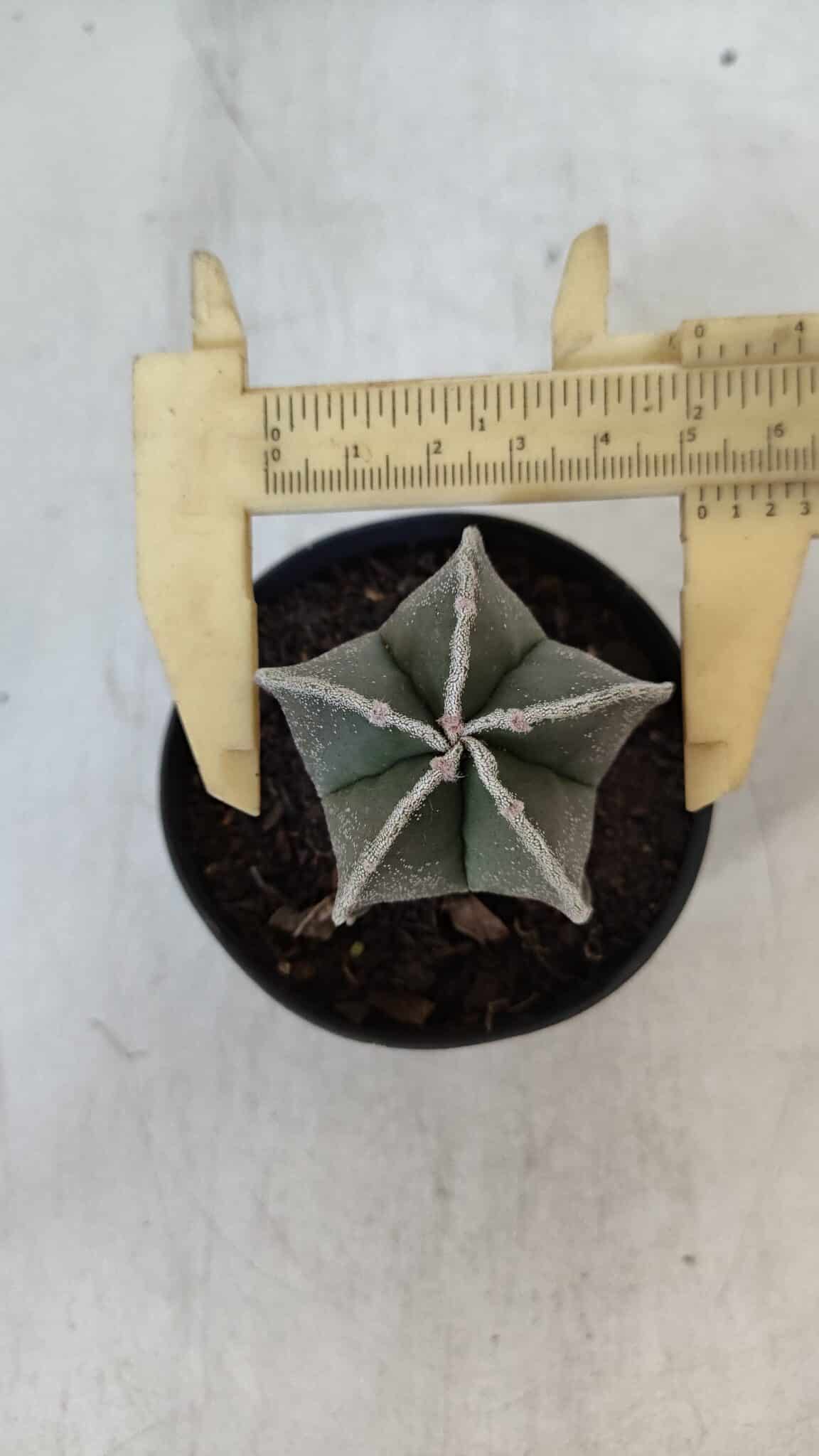 ASTROPHYTUM MYRIOSTIGMA Nº 952 – vaso 09